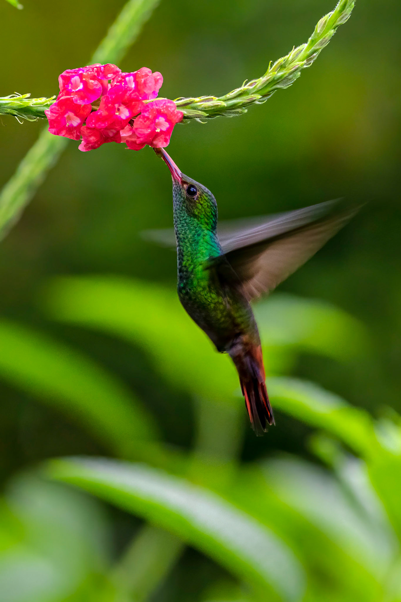 A Hummingbird getting some nectar from a flowering bush