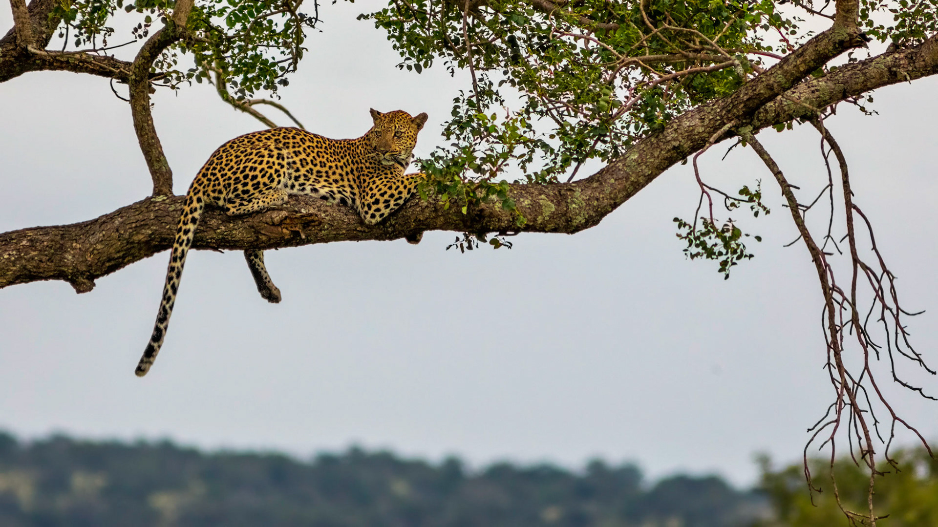 Lepoard in Kruger National Park
