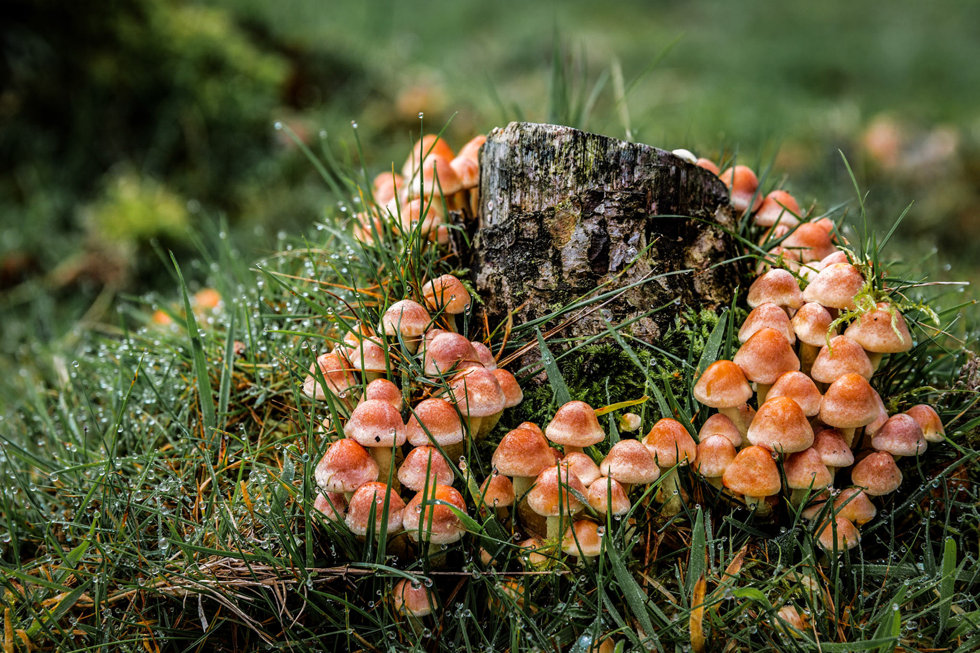 A group of small mushrooms around an old stump on in a park near Lympstone.