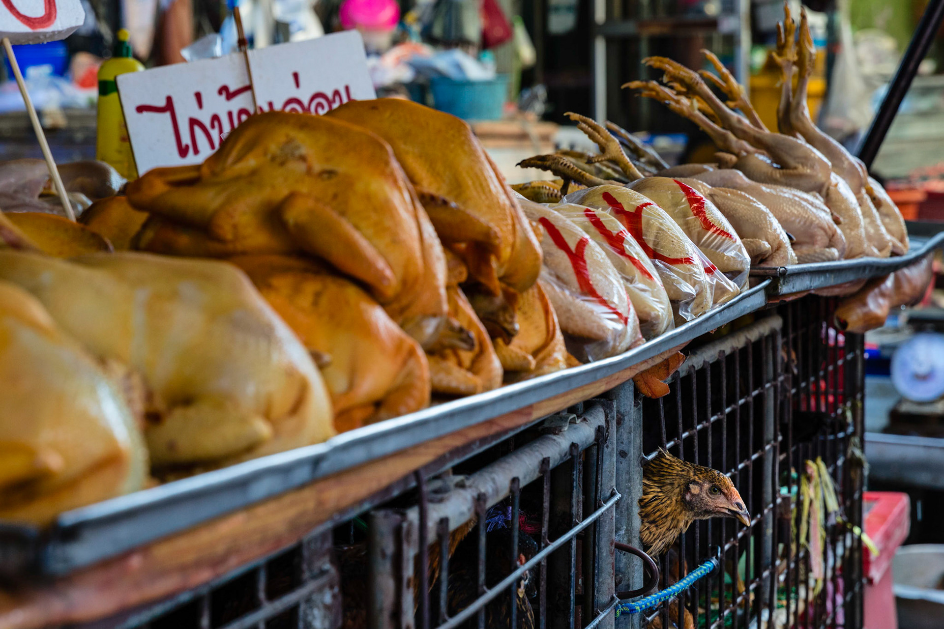 Live chicken looking out of it's cage with plucked chickens above