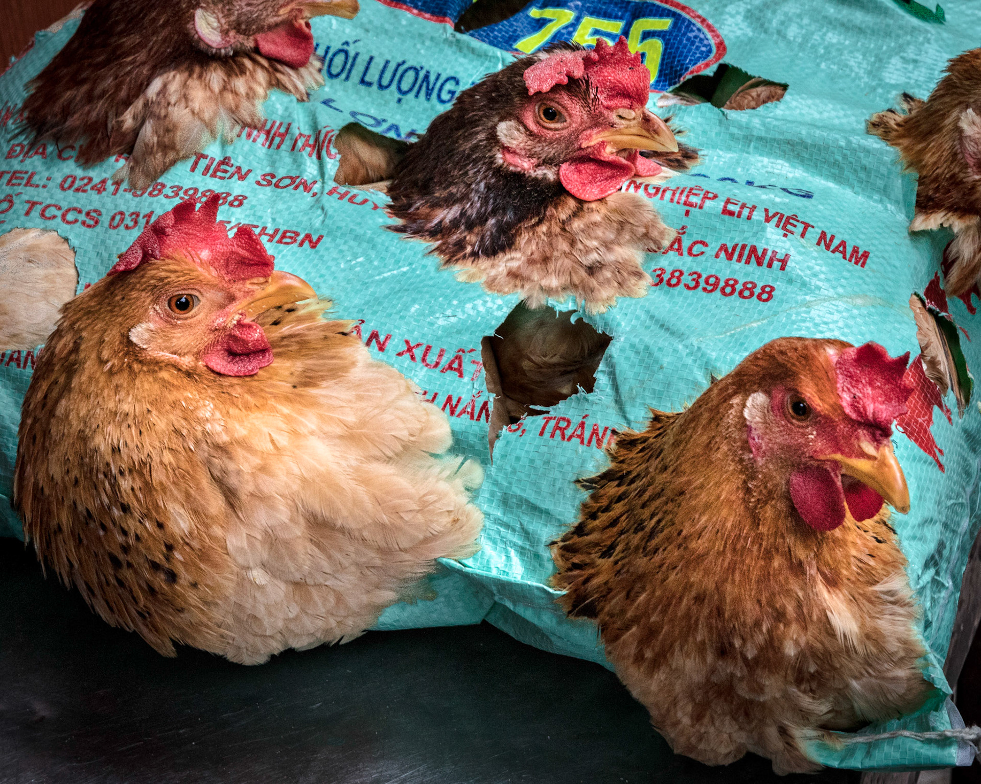 Chickens contained in a bag with only hole large enough for their heads to stick out.