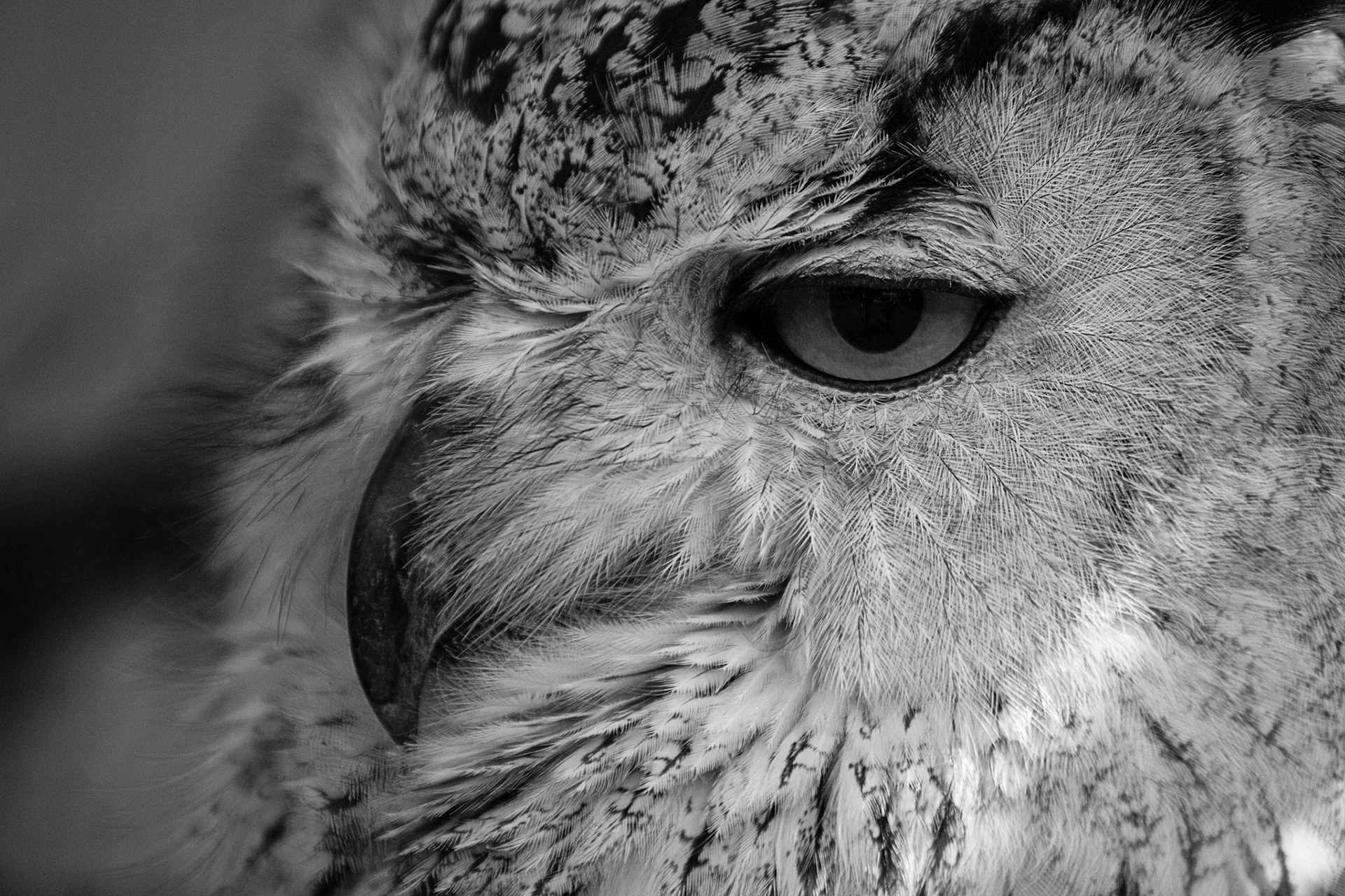Close-up of a Eurasian Eagle-Owl at the Birds of Prey sanctuary in South Hams, Devon.
