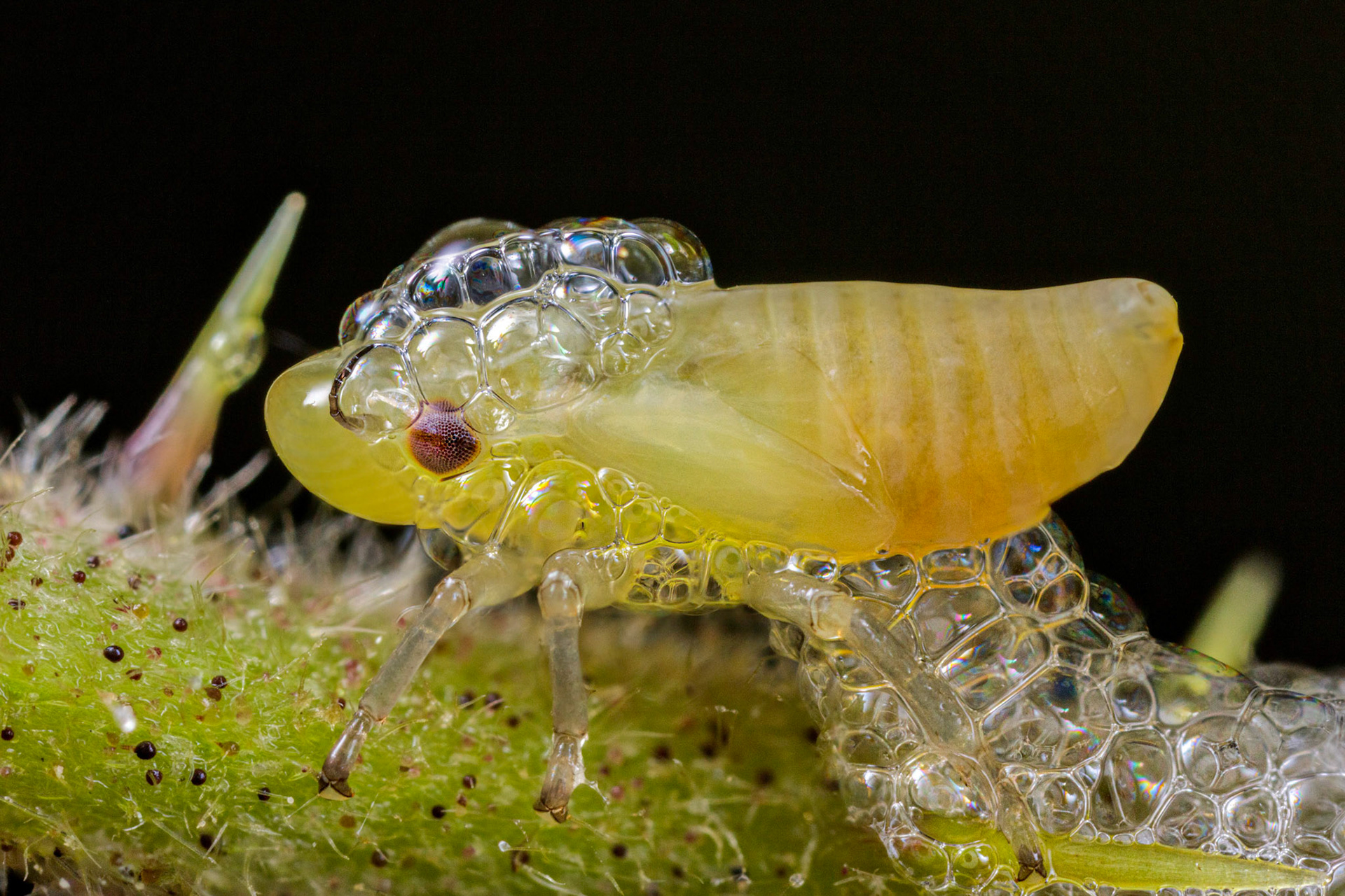 Spittlebug or Froghopper nymph in a Woodland in Mutter's Moor, Devon, UK on bramble surrounded by its bubbles or spittle. In the spring I had been noticing this white foam on various plants when I would walk around looking for insects in the woodland. After I saw my first Spittlebug crawl out the foam I set out to photograph them emerging from the bubbles and after finding some bramble covered in various spots of foam I waited patiently for them to emerge. The final image is a compilation of focus stacked pictures.