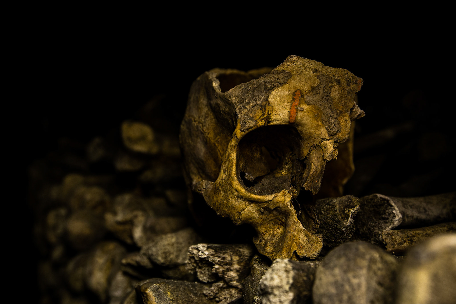 I found this skull interesting with the orange mark above the right eye socket.