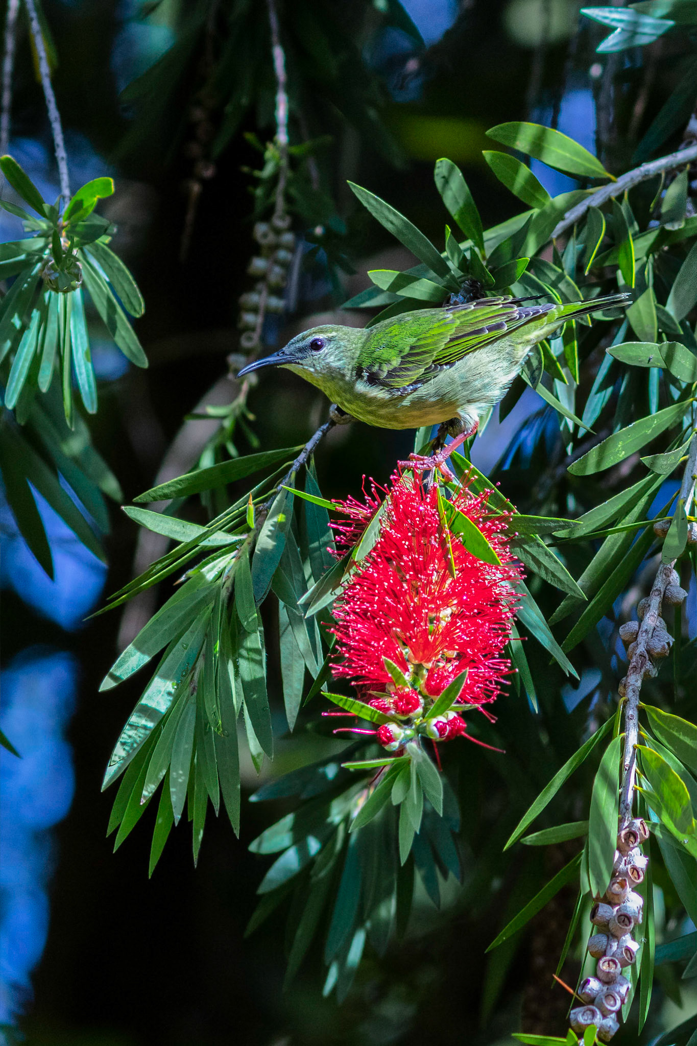 Red-legged Honeycreeper