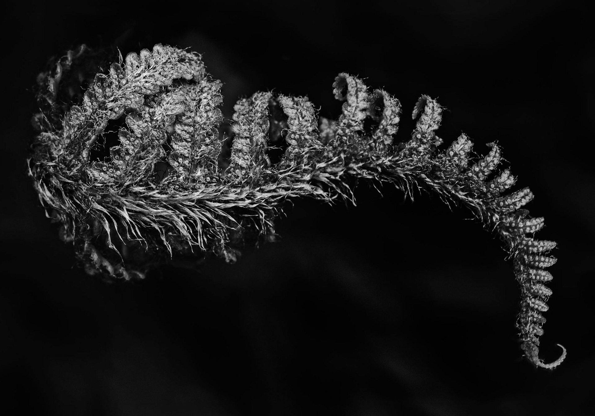 A delicate fern leaf with gentle curves in Meldon Woods, Dartmoor National Park.