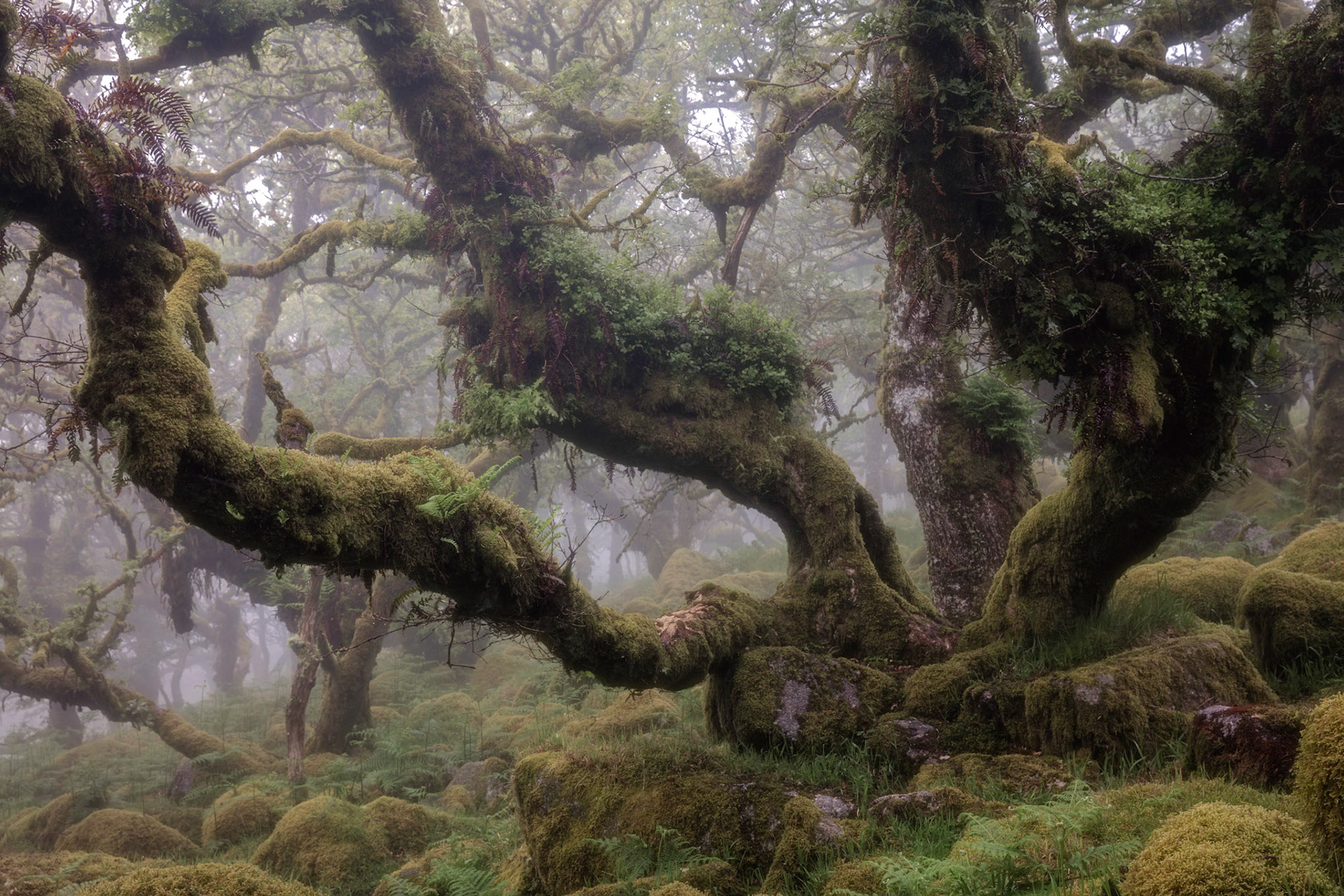 A twisted stunted oak tree in a foggy misty and moody morning in Wistman's wood, Dartmoor National Park near Two Bridges.