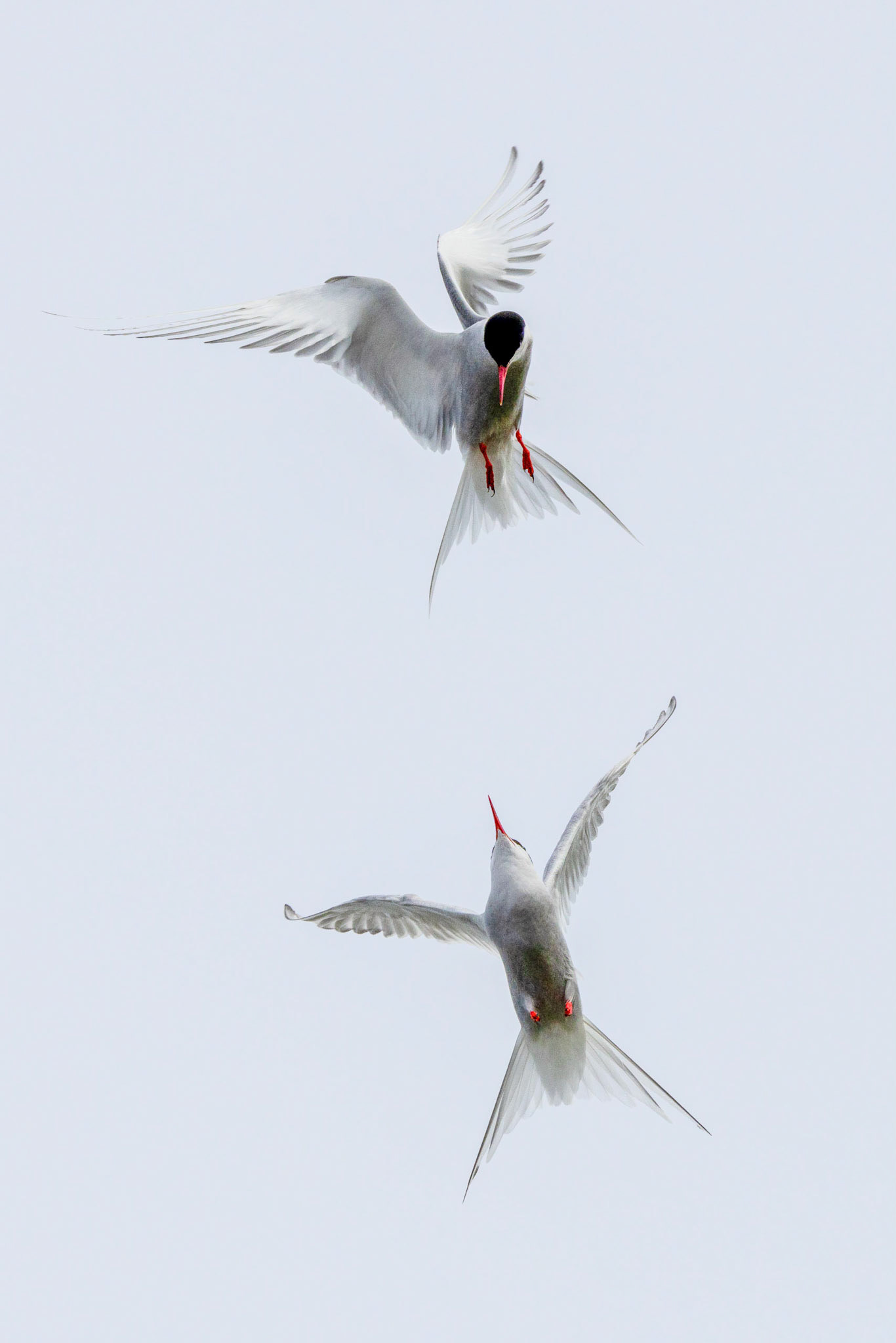 A pair of arctic terns fighting in the air.
