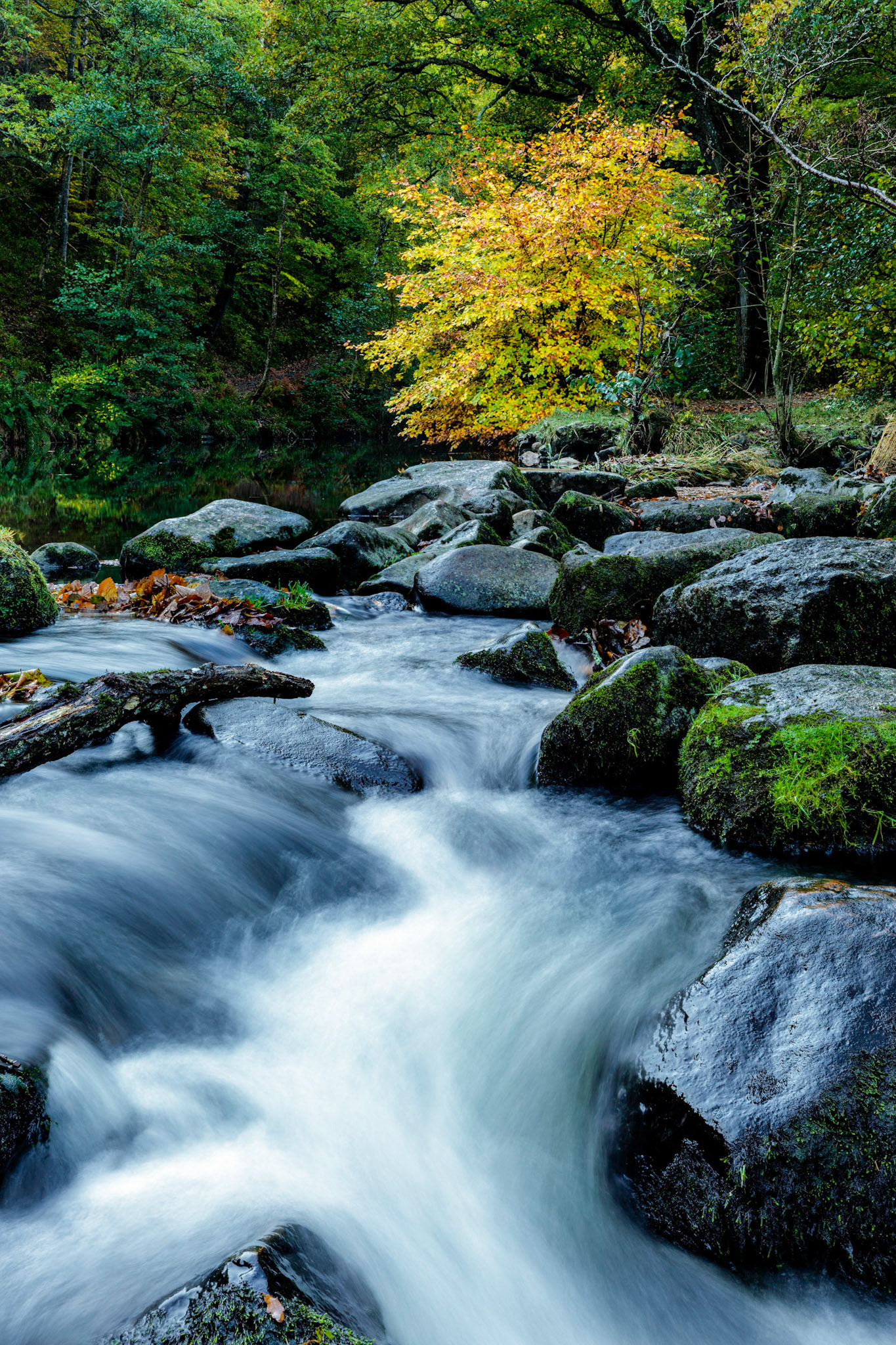 Fast flowing water over the rocks on the River Teign flowing through woodland near Fingle Bridge in Dartmoor National Park.