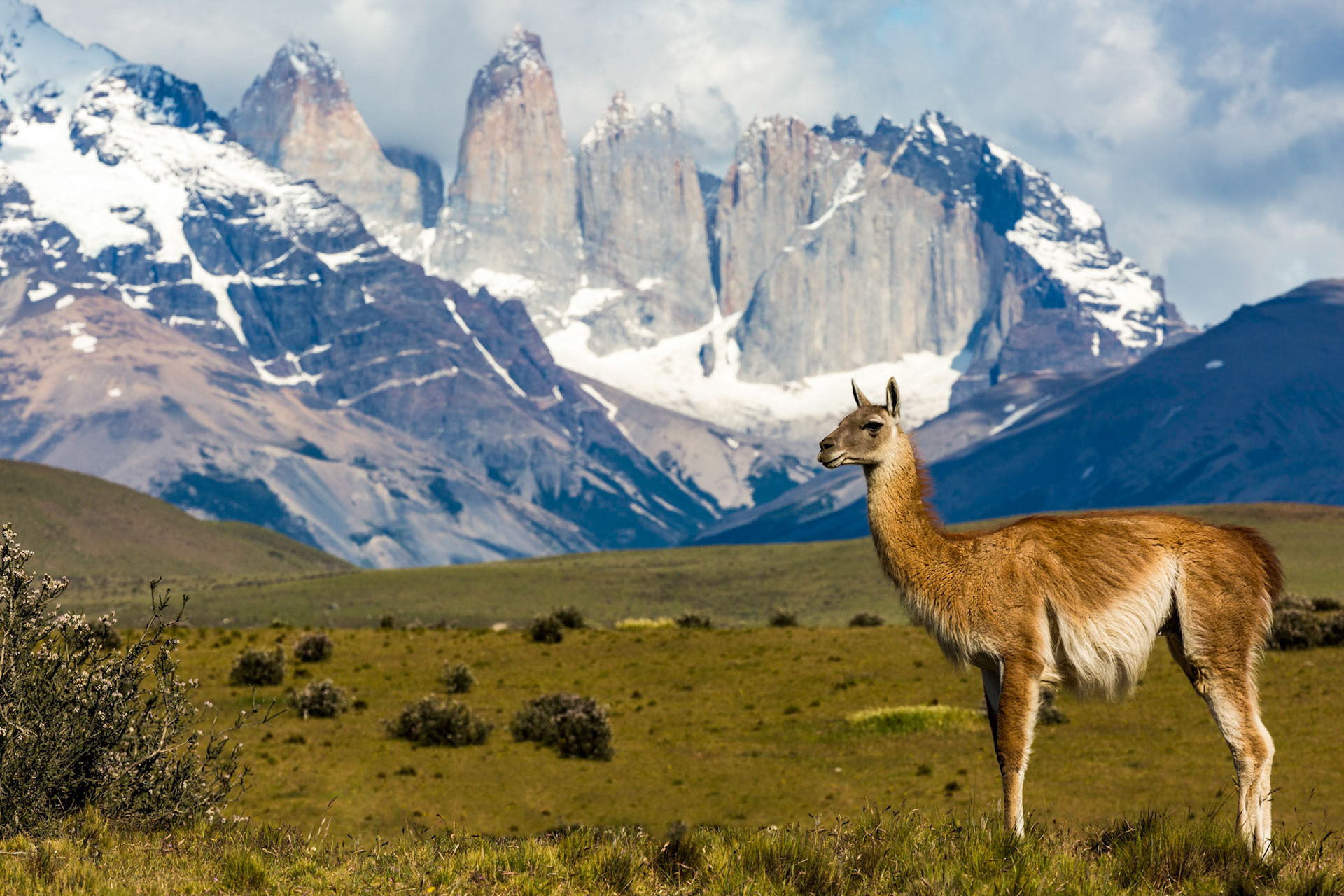 A Guanaco standing in front of the granite towers of Torres del Paine