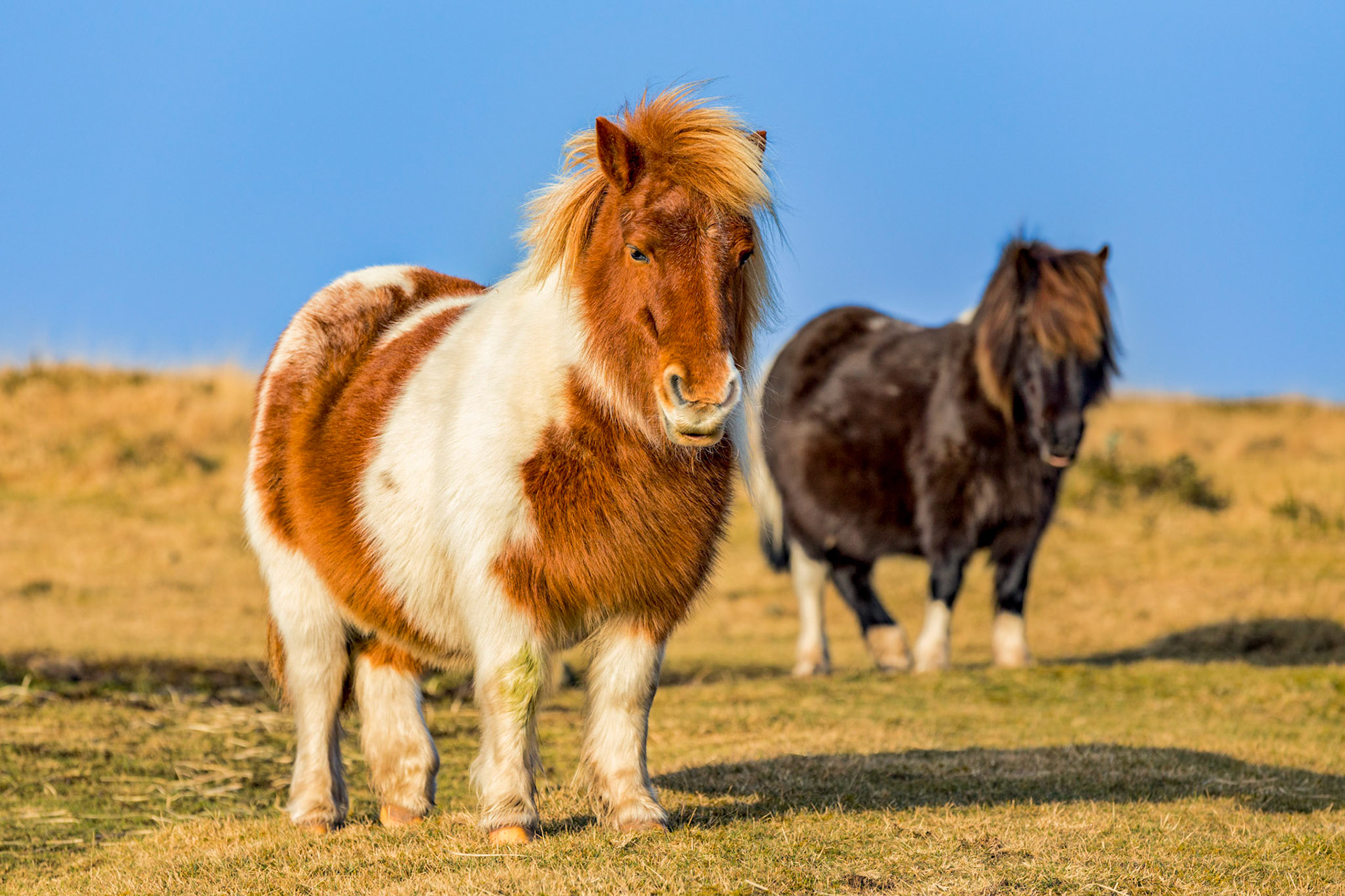 Two Dartmoor ponies standing soaking up the morning sun to warm up from a cold evening.