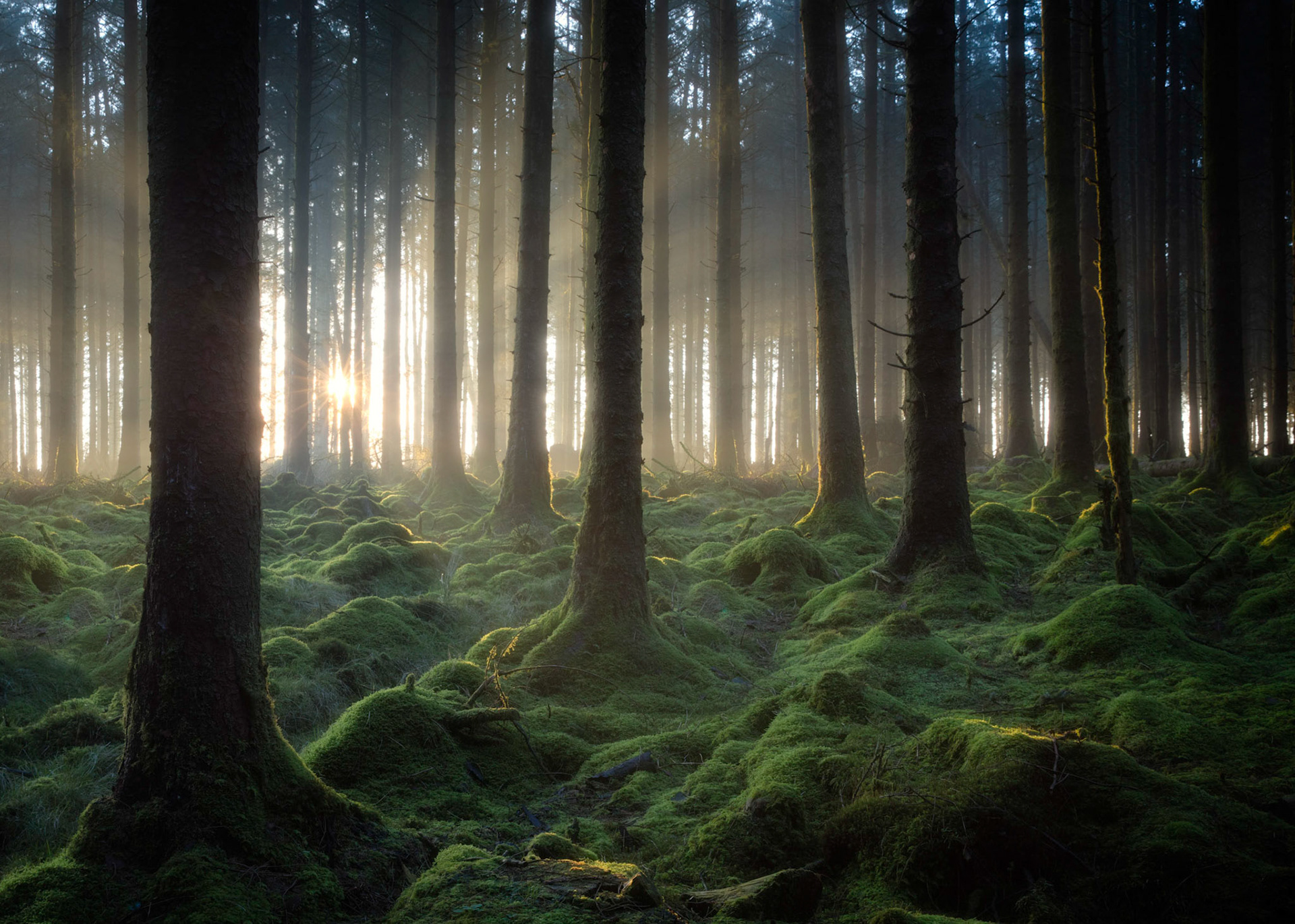 Sunrise illuminating the fog and moss covered ground in woods around Fernworthy reservoir in Dartmoor National Park, Devon, England.