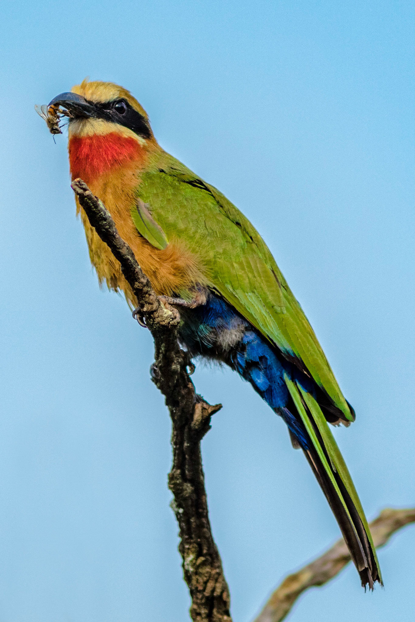 White-fronted bee-eater with it's lunch in Mlilwane wildlife sanctuary in Swaziland, Africa.