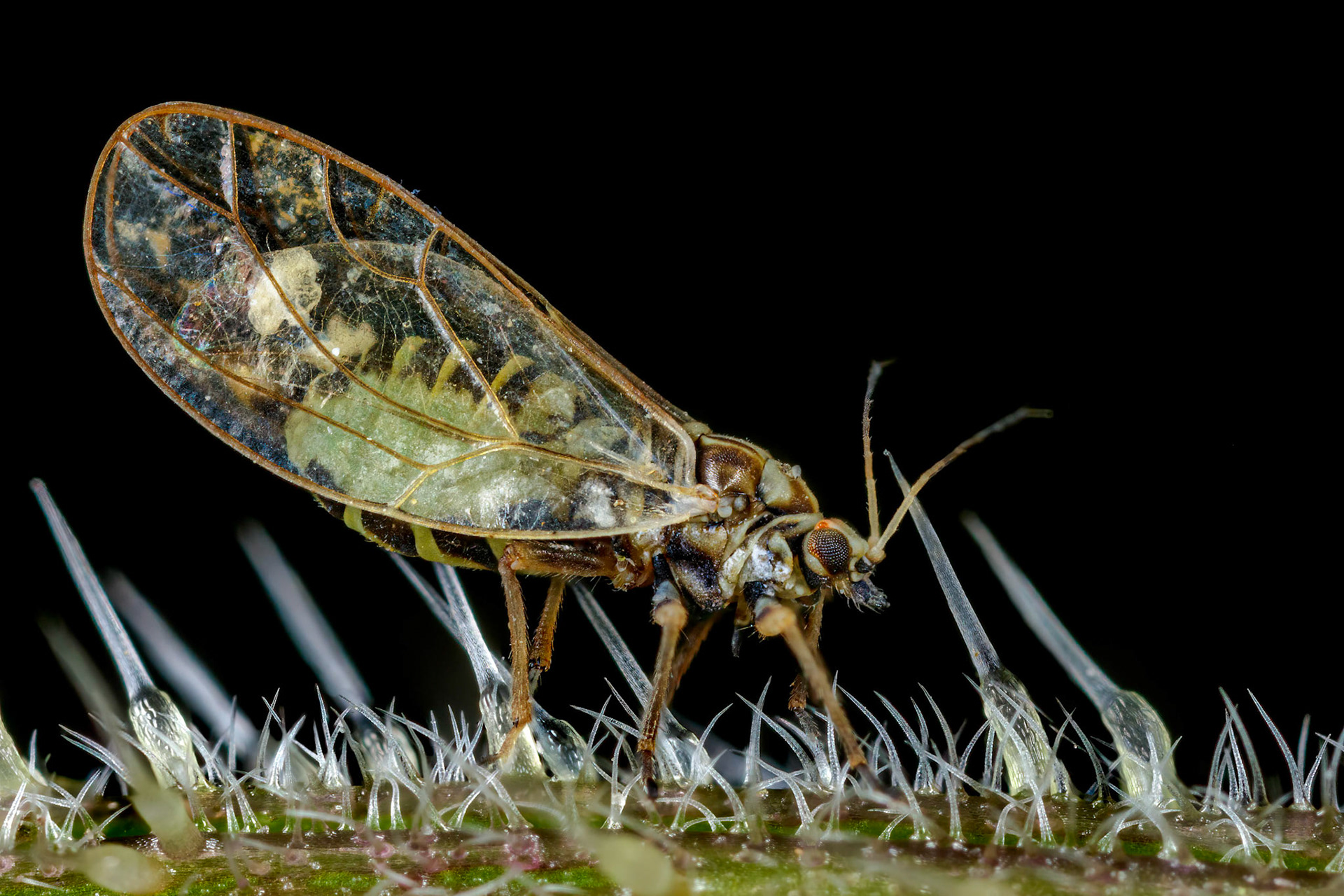 Photo Stack: 9Phylum: ArthropodaClass: InsectaOrder: HemipteraSuborder: SternorrhynchaSuperfamily: PsylloideaFamily: TriozidaeGenus: TriozaSpecies: Trioza urticaeA reasonably distinctively species in a large and difficult genus. Although the colour is variable, they typically show reddish-brown to black markings on a cream/white background. Young adults can be largely green. The forewing membrane is yellowish and somewhat opaque, and the wing tip relatively rounded (for Trioza) with a long outer vein. Antennae have segments I-III yellow, the remainder being dark. Genal cones are dark, slender and divergent, and the female terminalia are quite long for the genus.The species is virtually ubiquitous on nettles across the UK, on which the strikingly-marked (unless freshly moulted) nymphs cause small, bladder-like galls. The adults overwinter, and there can be as many as four generations in the UK per year, such that nymphs can also be found virtually all year, at least in the south. Overwintering adults can be found on a variety of plants (including conifers), as well as on the few available nettles.Adult: all yearLength 3-3.5 mmPhoto Stack: 9 Psyllids or 'jumping plant lice' are small phytophagous, phloem feeding insects that are typically monophagous (feed on a single plant) or oligophagous (feed on a few related plants).