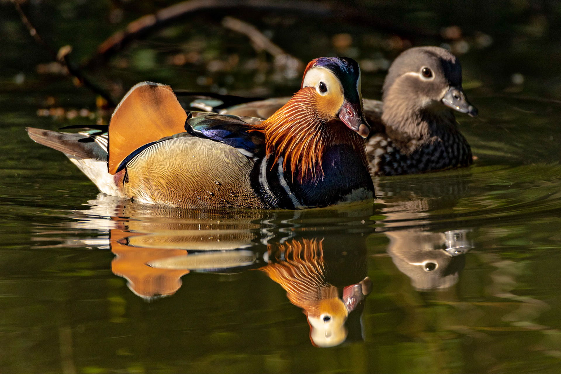 A male and female Mandarin Ducks on Stover Lake in Stover Country Park near Heathfield.