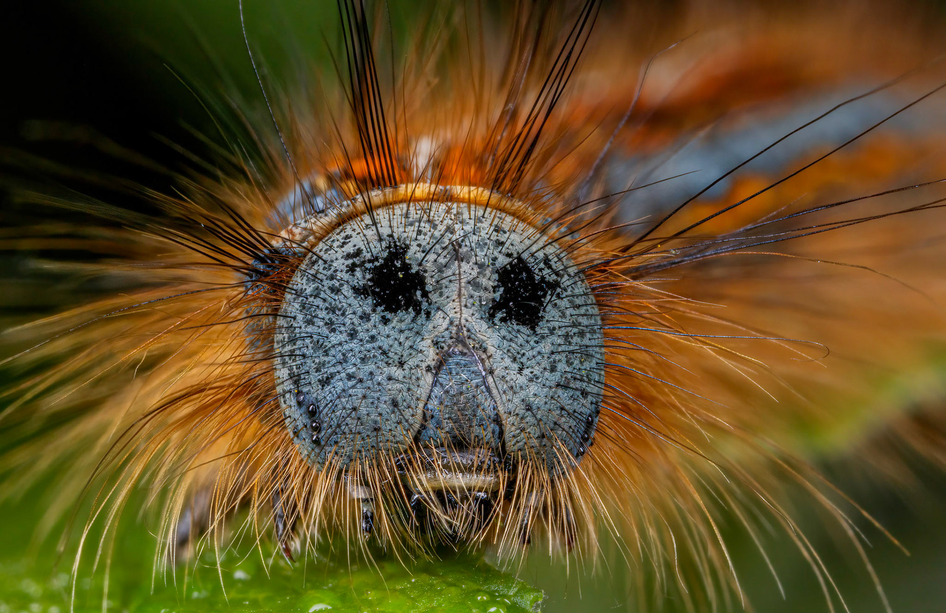 A Lackey Moth Caterpillar crawling around in Deodar Glen within the Killerton National Trust Estate in Devon, UK. I noticed this caterpillar on a walk as it stood out on the green foliage. He was on the walk of his own, so I could only grab a few different poses of it before it went into the depths of the woodland plants. I tried to capture his face and get his body in the frame so you could still easily identify the caterpillar. The final image is a compilation of focus-stacked pictures.