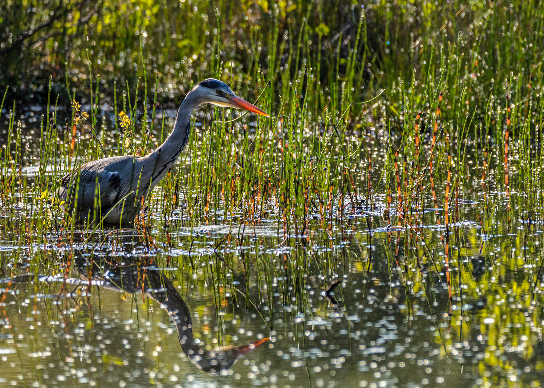 A Grey Heron looking for a meal in the waters surrounding Stover Lake in Stover Country Park near Heathfield.