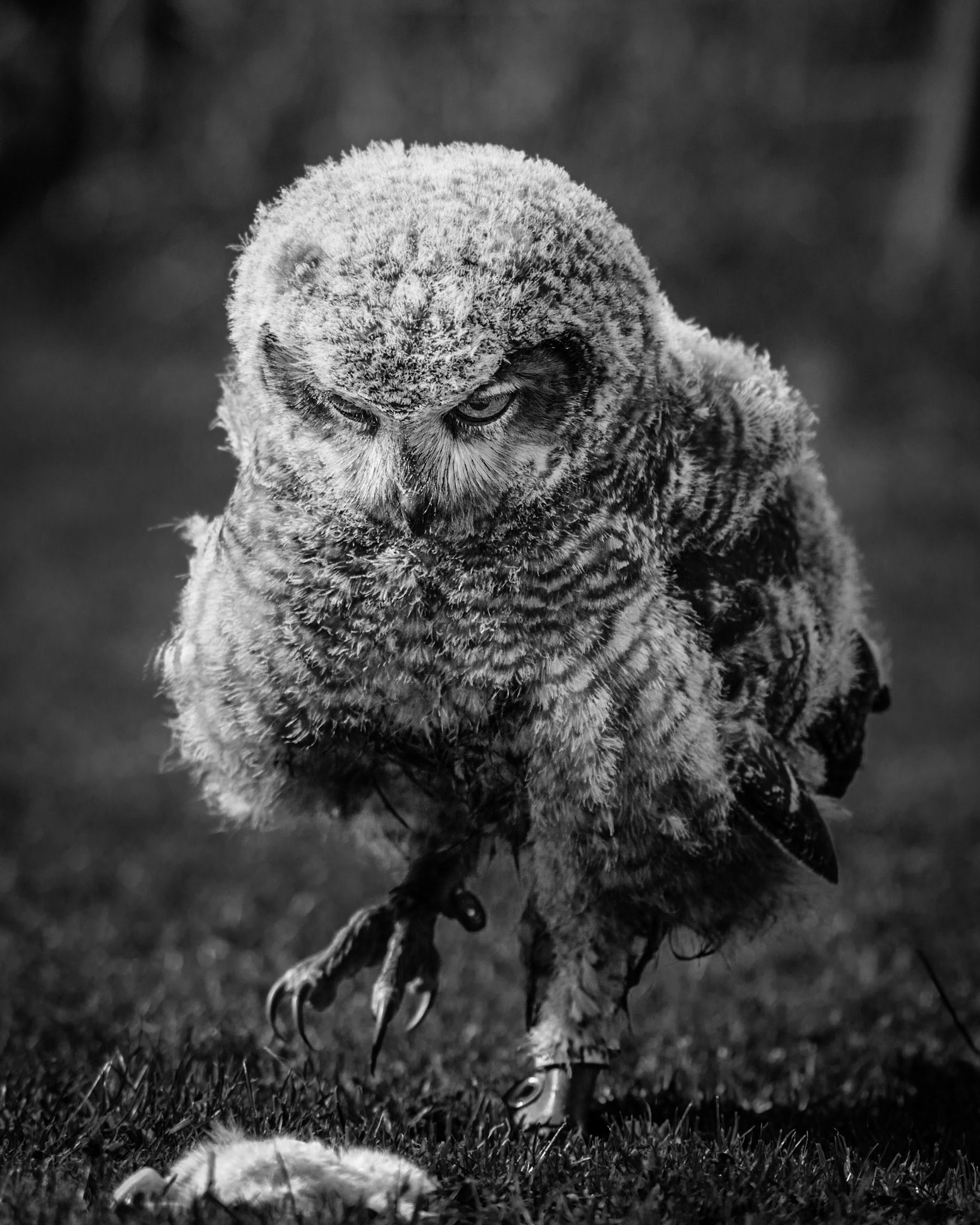A different look at the owls in a bird of prey sanctuary show a darker side as the owl walks towards it's meal.