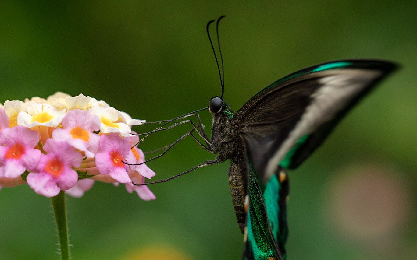 A Papillio in Buckfastleigh Butterfly Farm. Papilio is a genus in the swallowtail butterfly family, Papilionidae, as well as the only representative of the tribe Papilionini. The word papilio is Latin for butterfly.