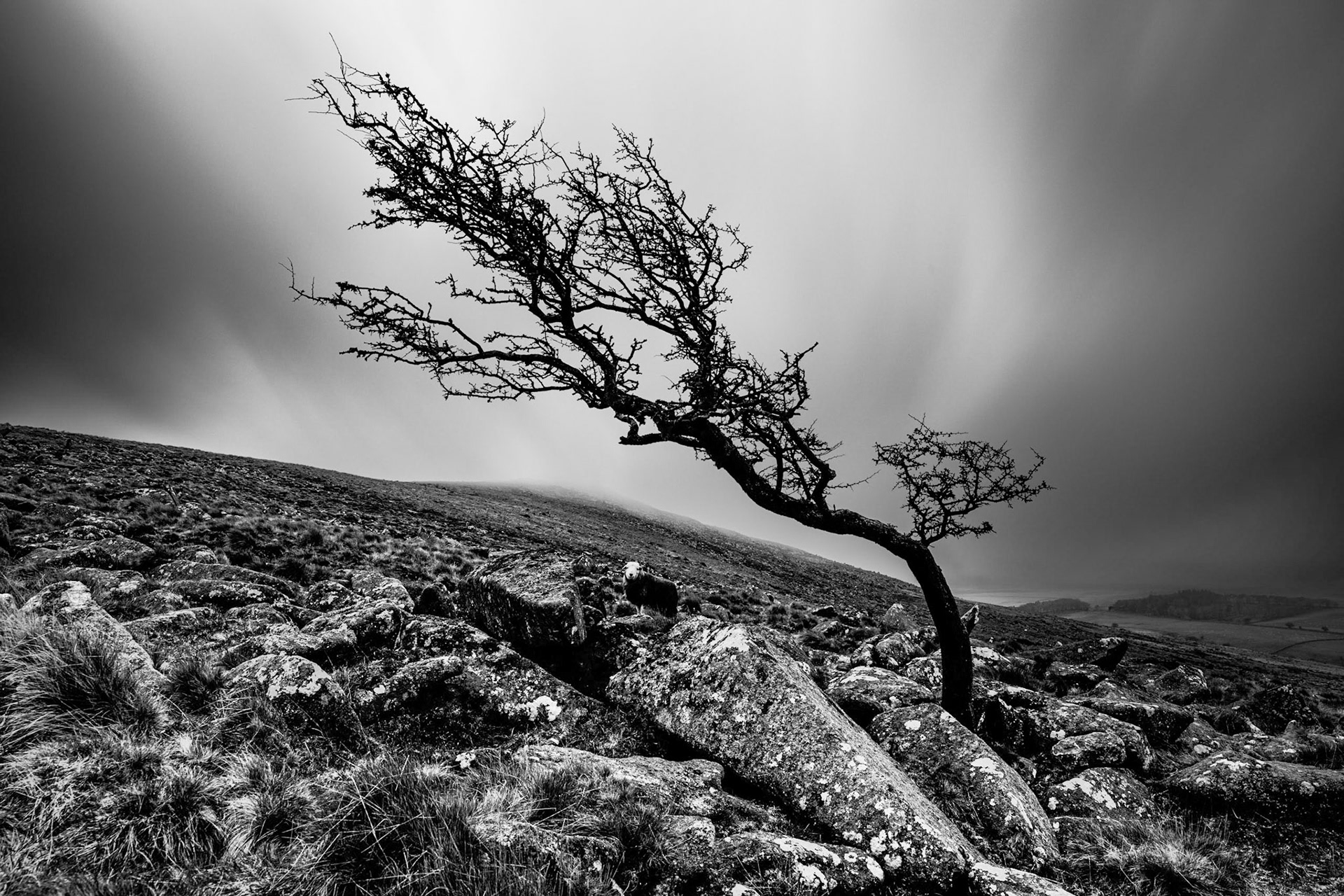 Dark and moody morning looking toward Belstone tor in Dartmoor, Devon.