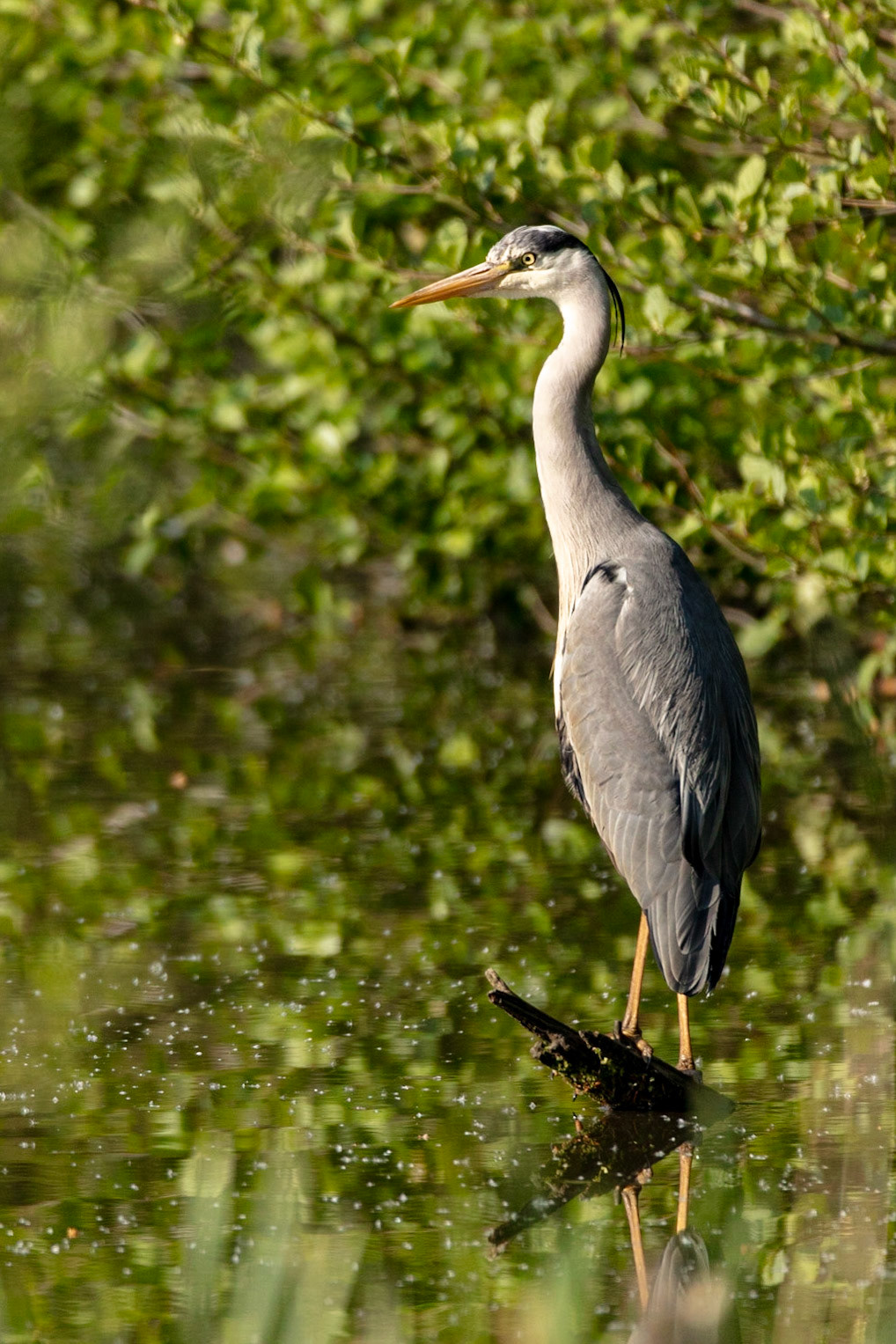A Grey Heron standing on an exposed log on Stover Lake in Stover Country Park near Heathfield.