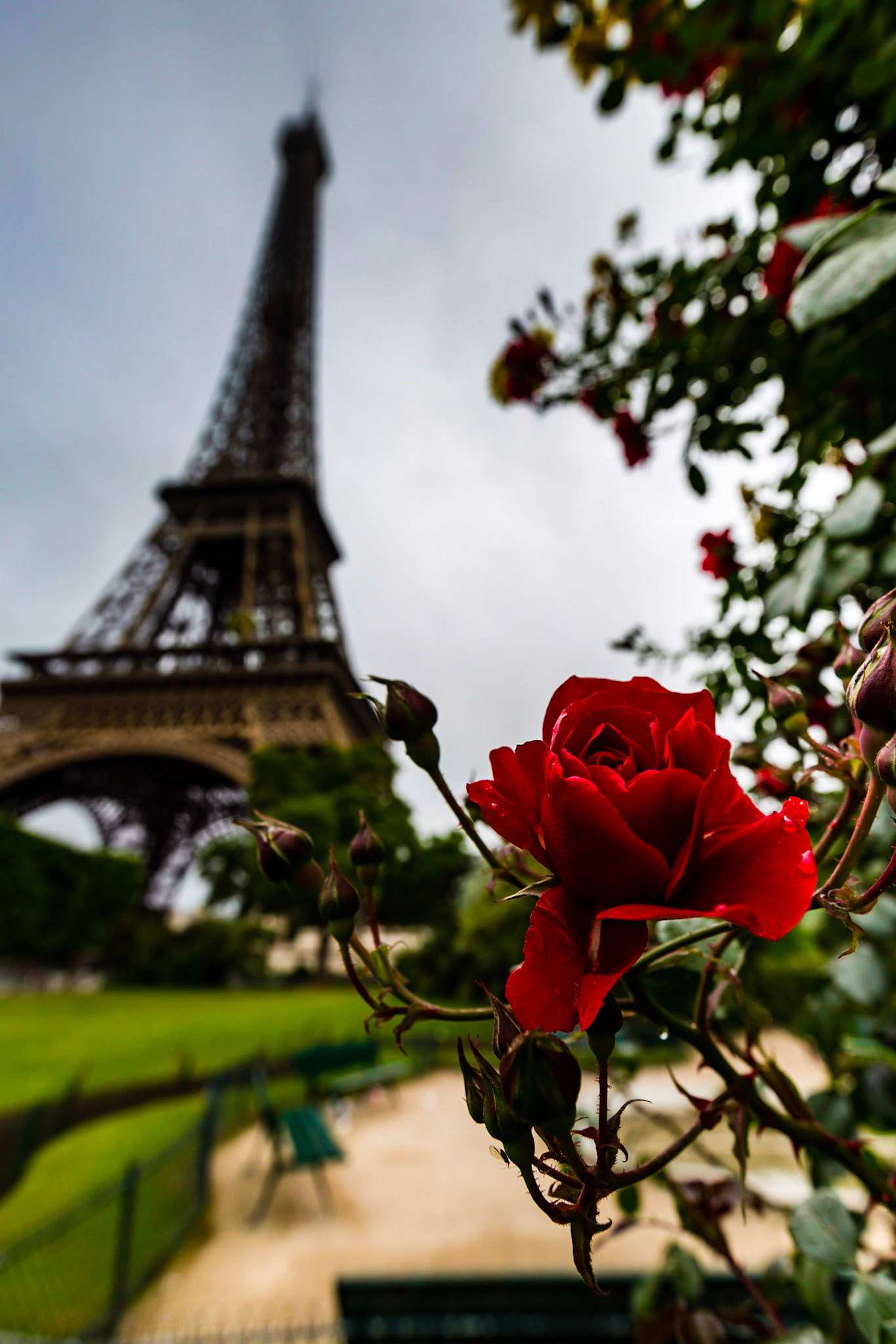 Captured this shot one morning just wandering around Paris trying to get good picutres with the tower in the background
