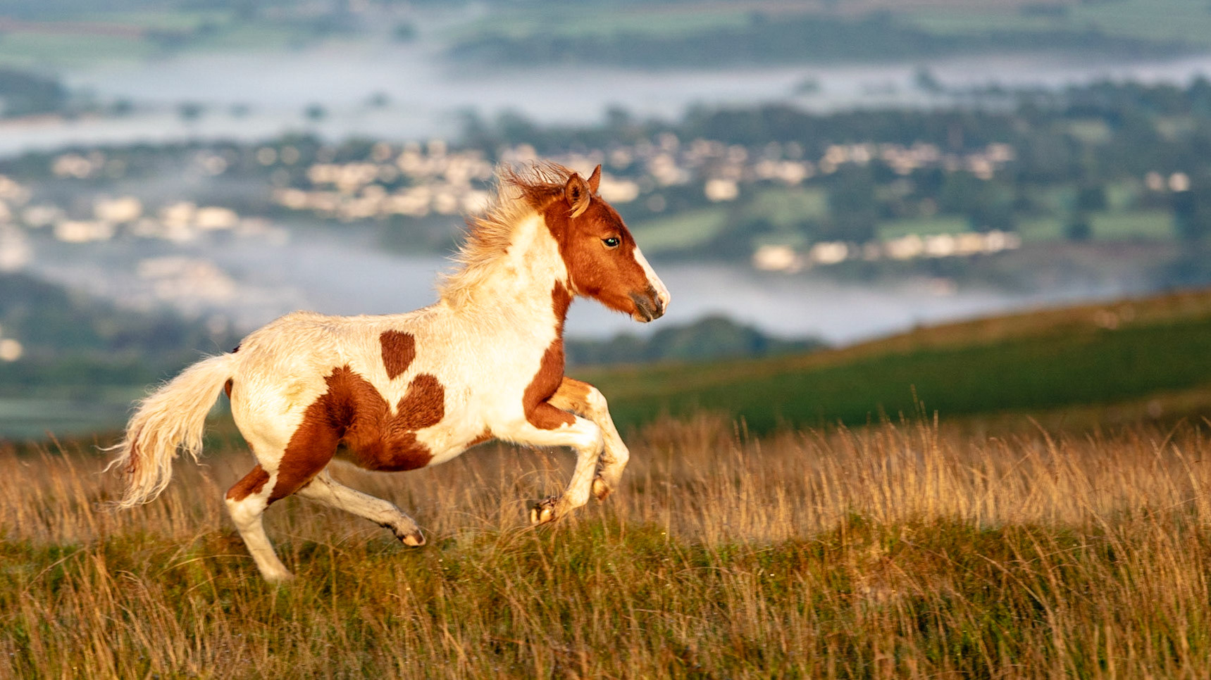 A young foal running across the moorland near Staple Tor in Dartmoor National Park