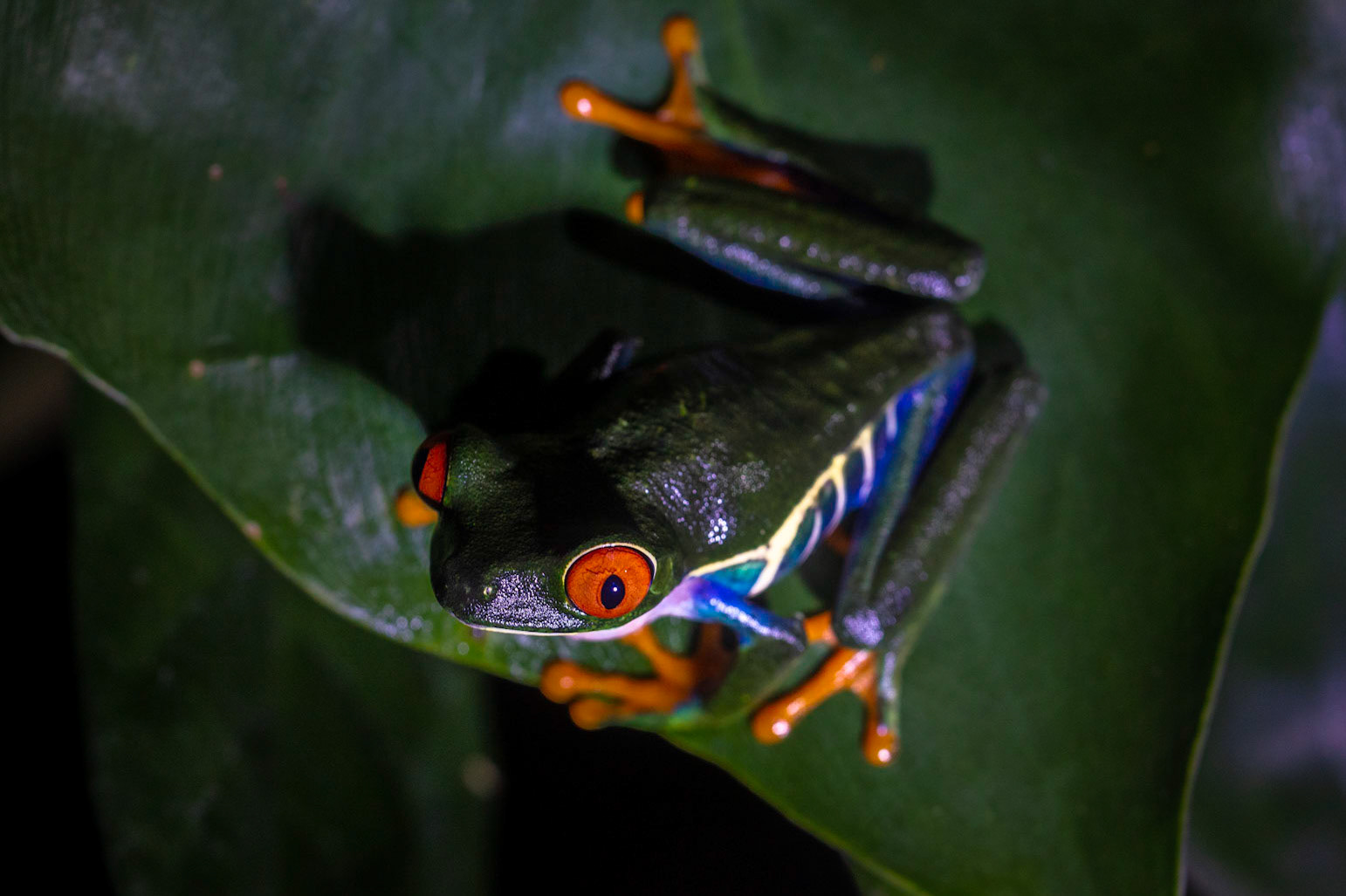 Gaudy Leaf Frog