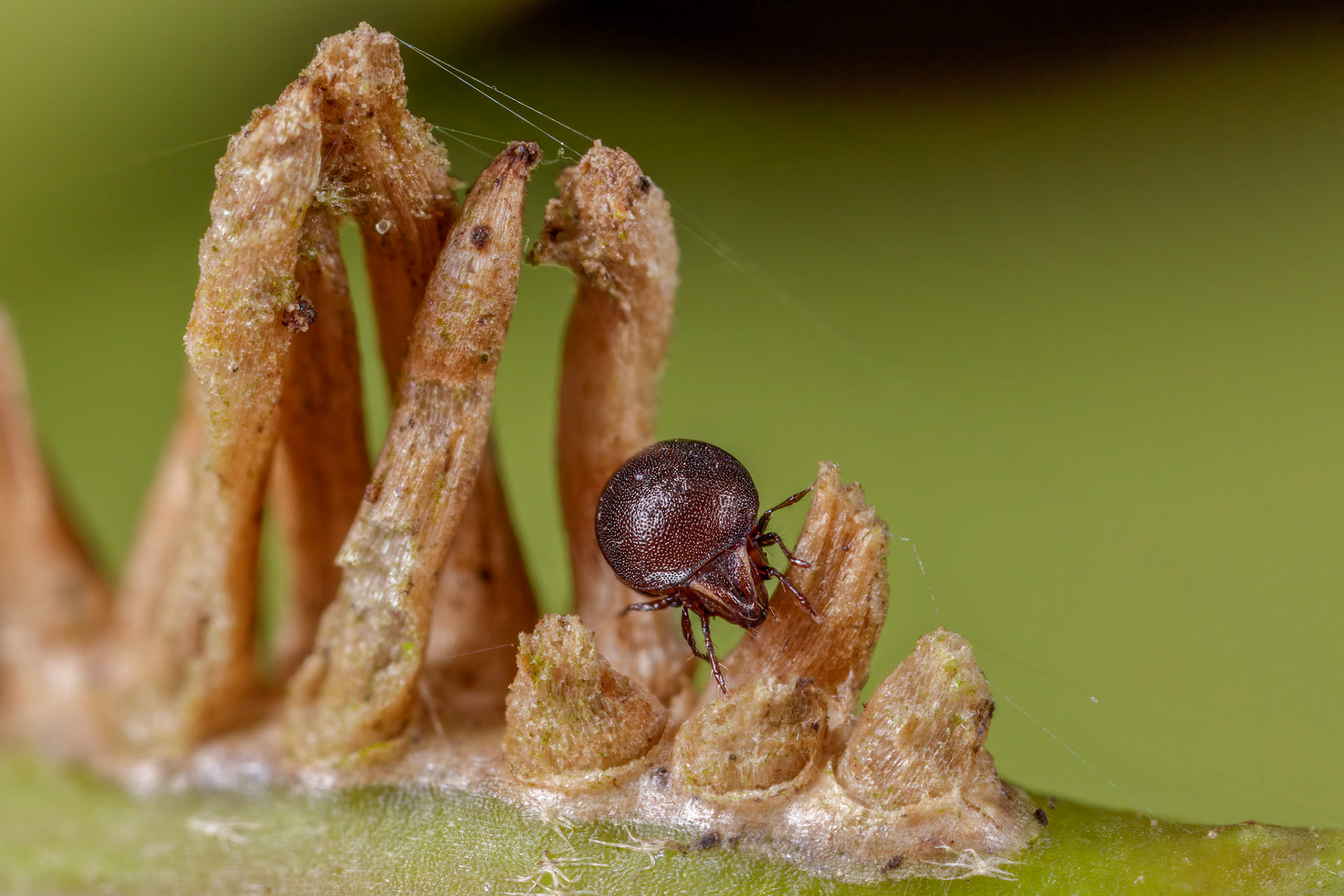 Photo Stack: 12Crop: 3x2Kingdom: AnimaliaPhylum: ArthropodaSubphylum: ChelicerataClass: ArachnidaSubclass: AcariSuperorder: AcariformesOrder: OribatidaCould be a Eupelops torulosus from PDFMoss mites (Acari: Oribatida) are microscopic (0.1–1 mm) soil-dwelling arachnids thatfunction as soil decomposers.https://www.researchgate.net/figure/Photos-of-oribatid-mites-taken-with-microscope-by-R-Elo-Species-from-left-to-right_fig1_333812071https://en.wikipedia.org/wiki/OribatidaMites AnnelesAII350Elo.pdf