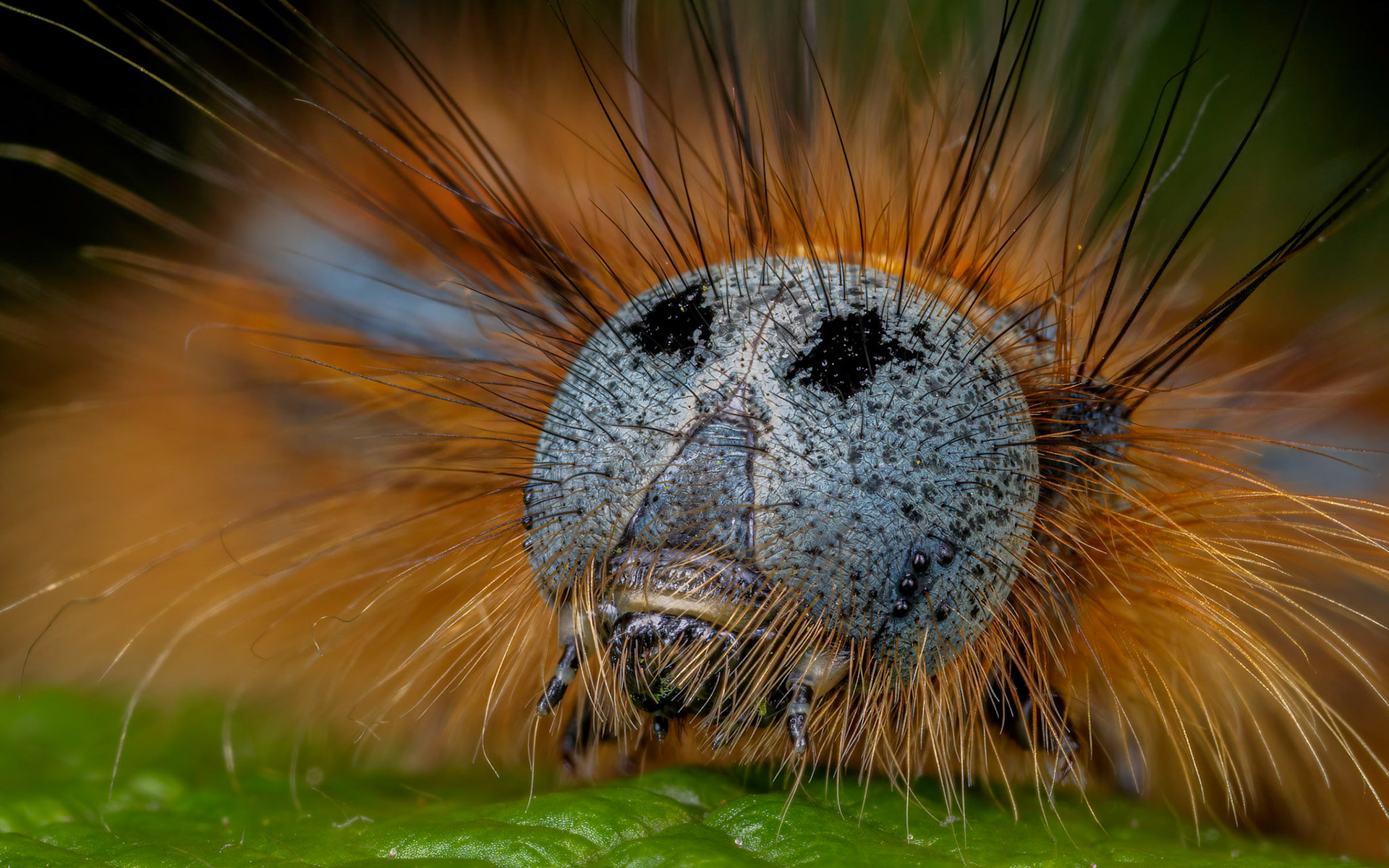 A Lackey Moth Caterpillar crawling around in Deodar Glen within the Killerton National Trust Estate in Devon, UK.