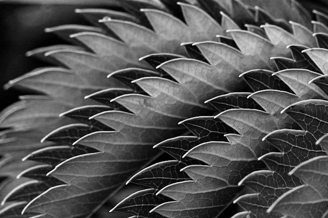 A close up of the edges of fern leaves at The Garden House near Buckland in South Devon.