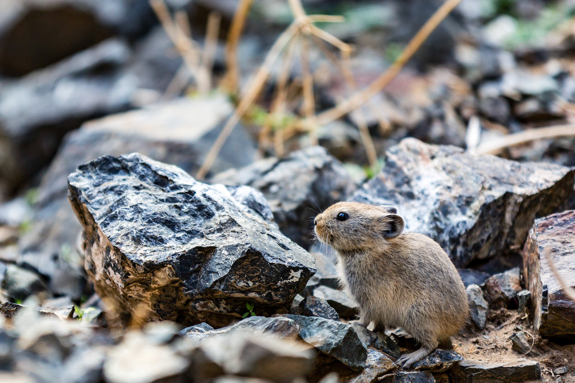 A small pica standing still long enough for a quick picture.