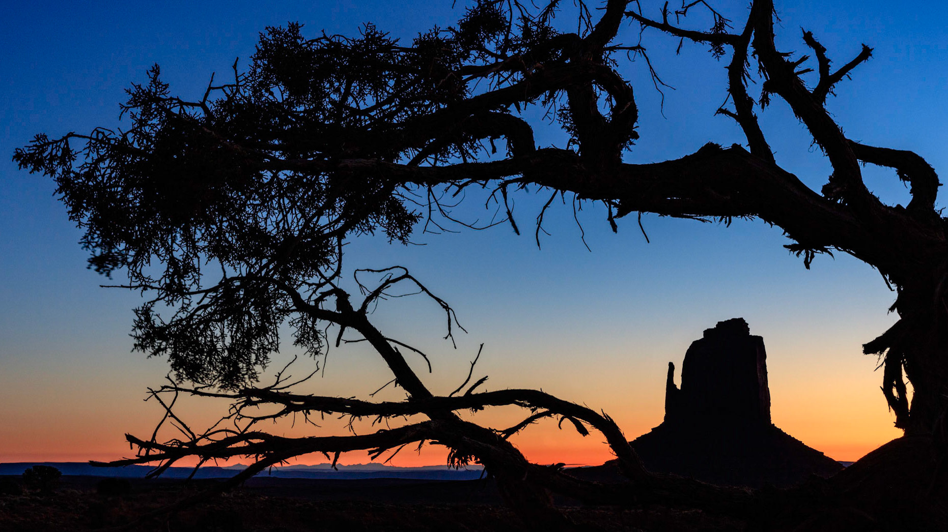 A silhouetted Rocky Mountain juniper framing the East Mitten as the sun starts to illuminate the sky with a warm orange glow in Monument Valley Navajo Tribal Park, Arizona, USA.