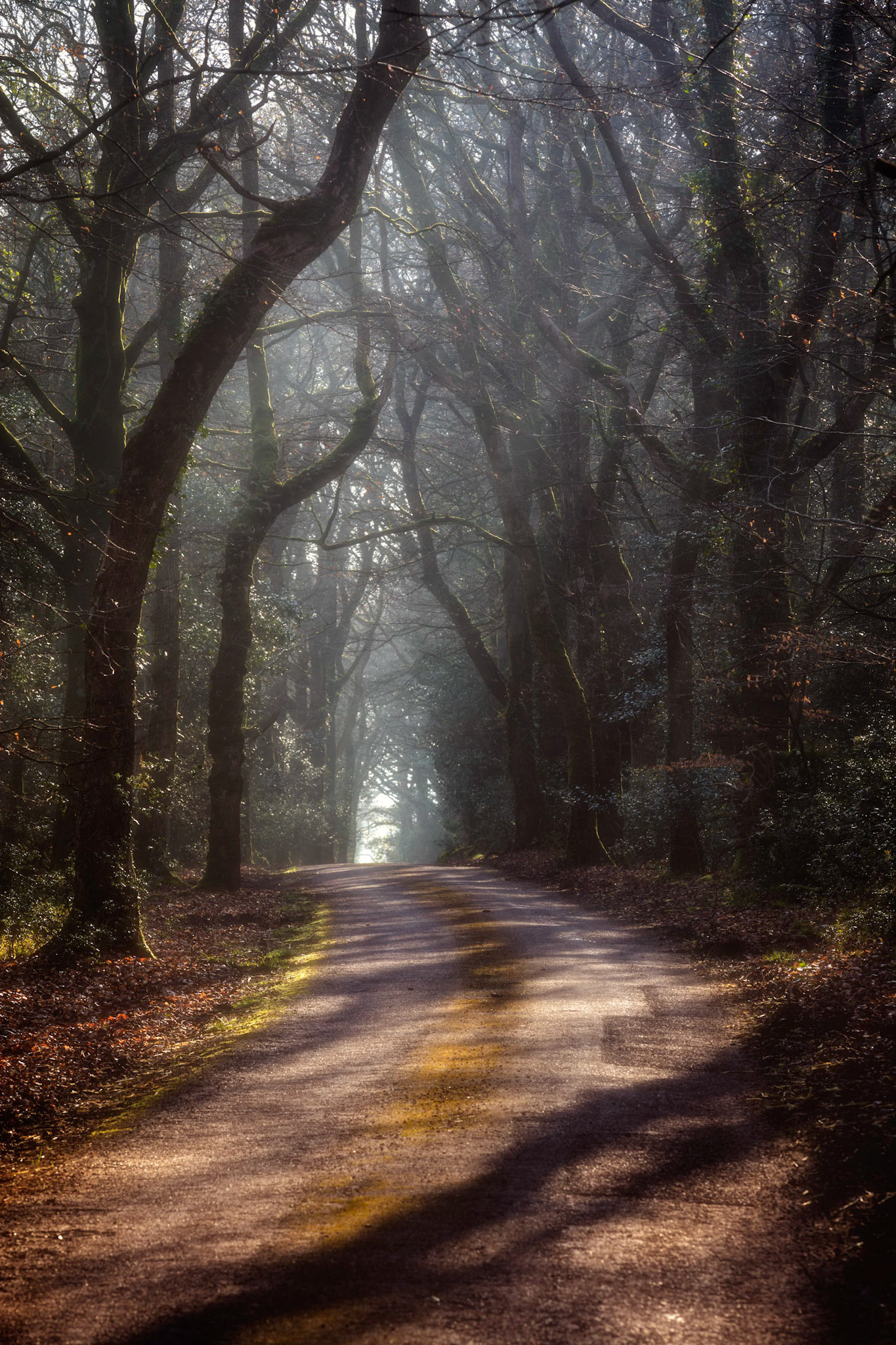 An old slightly moss covered road winding through the Wiscombe Woods in the East Devon Area of Outstanding Beauty.
