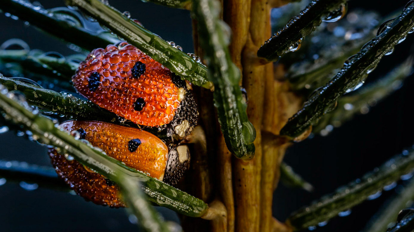 Two lady birds (lady bugs) staying close to stay warm on a cold night covered in dew. This scene was taken in Bellever Woods, Dartmoor National Park.