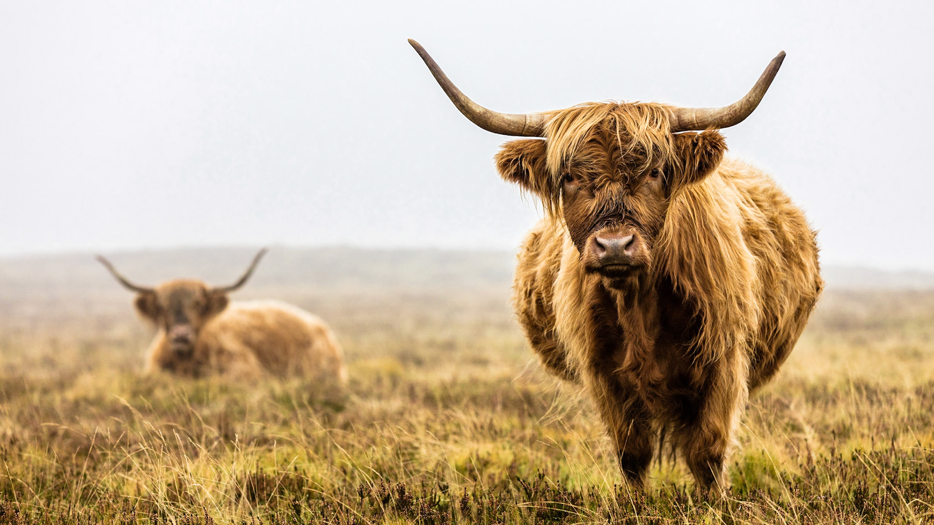 A pair of highland cows on a foggy day out in the middle of Dartmoor National Park.