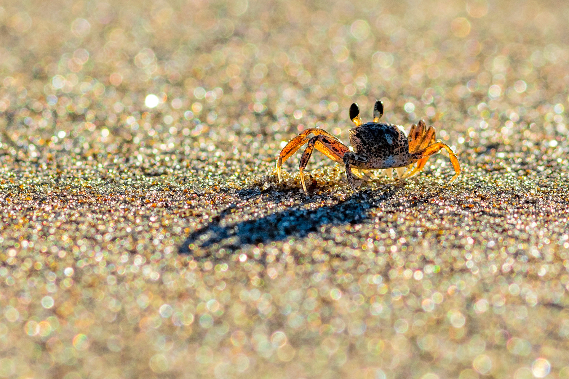 Atlantic ghost crab on Tofo Beach in Mozambique.Ghost CrabAn Atlantic ghost crab on Tofo Beach in Mozambique, taken late in the day to get a longer shadow. Taken with a Canon 5DS and EF300mm f/4L IS USM lens.