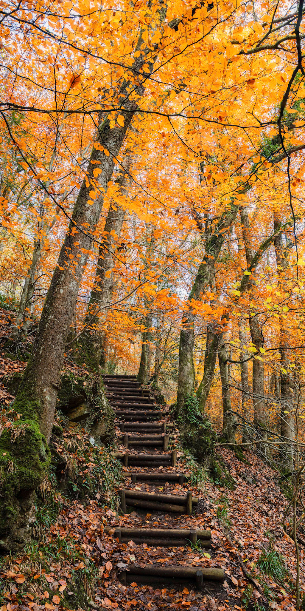 Autumn colors lining the trail along the River Teign near Fingle bridge in Dartmoor National Park.