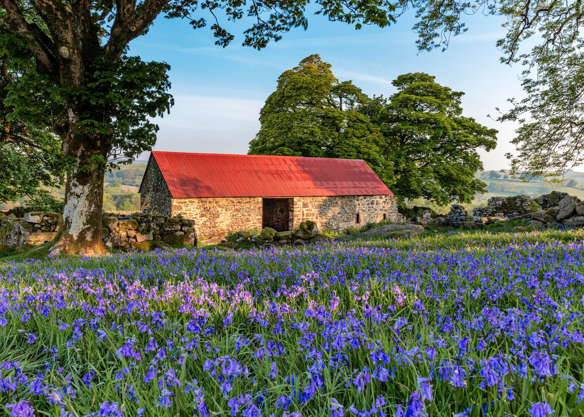 Emsworthy Barn near Haytor surrounded by bluebells and morning sunlight in Dartmoor National Park, Devon, England