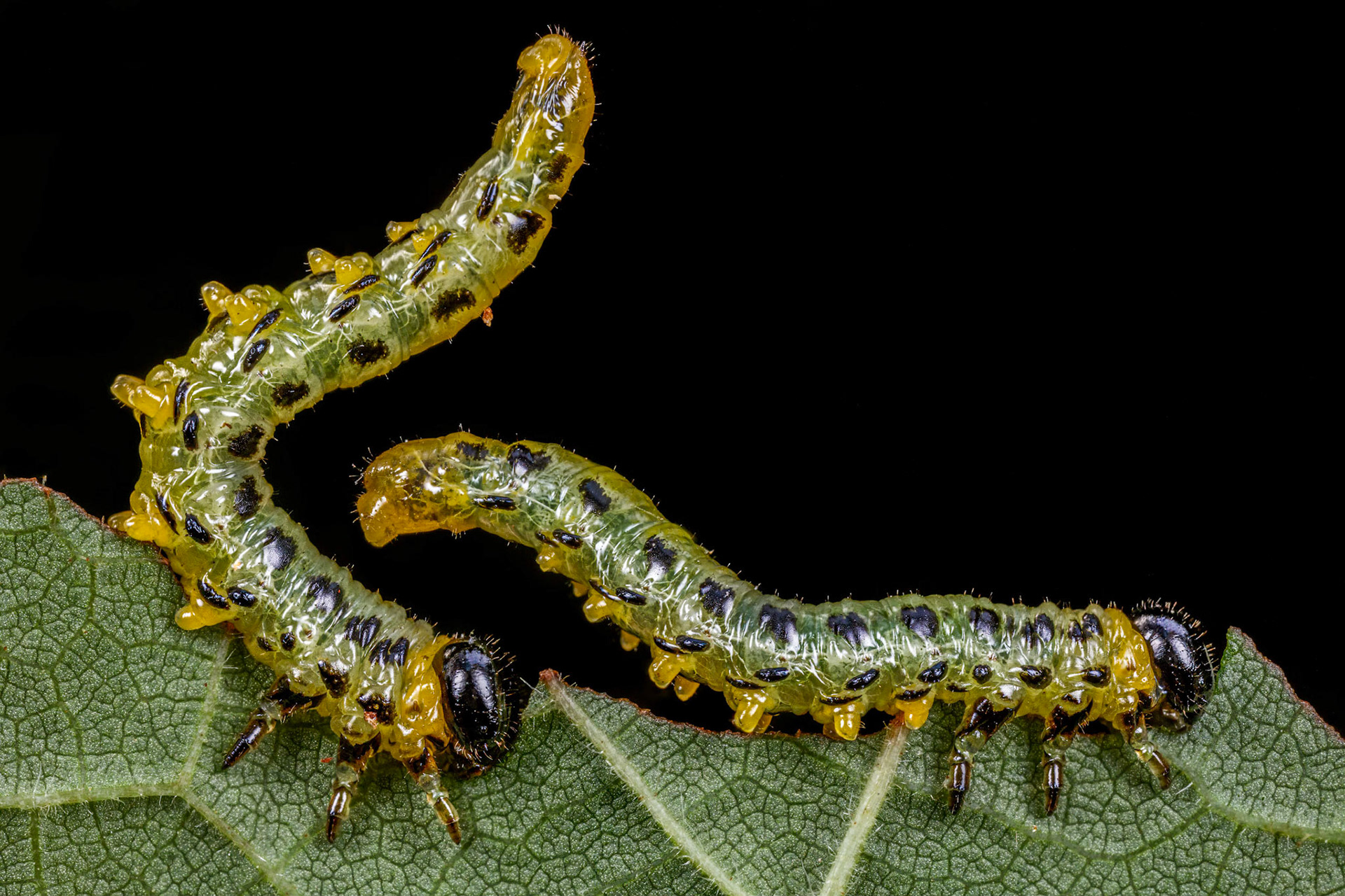 Two Hazel Sawfly Larvae (Nematus septentrionalis) in Stover Country Park, Devon, UK. These larvae can be quite numerous at certain times of the year but rarely do you find them lined up and posing for you so nicely. The final image is a compilation of focus-stacked pictures.