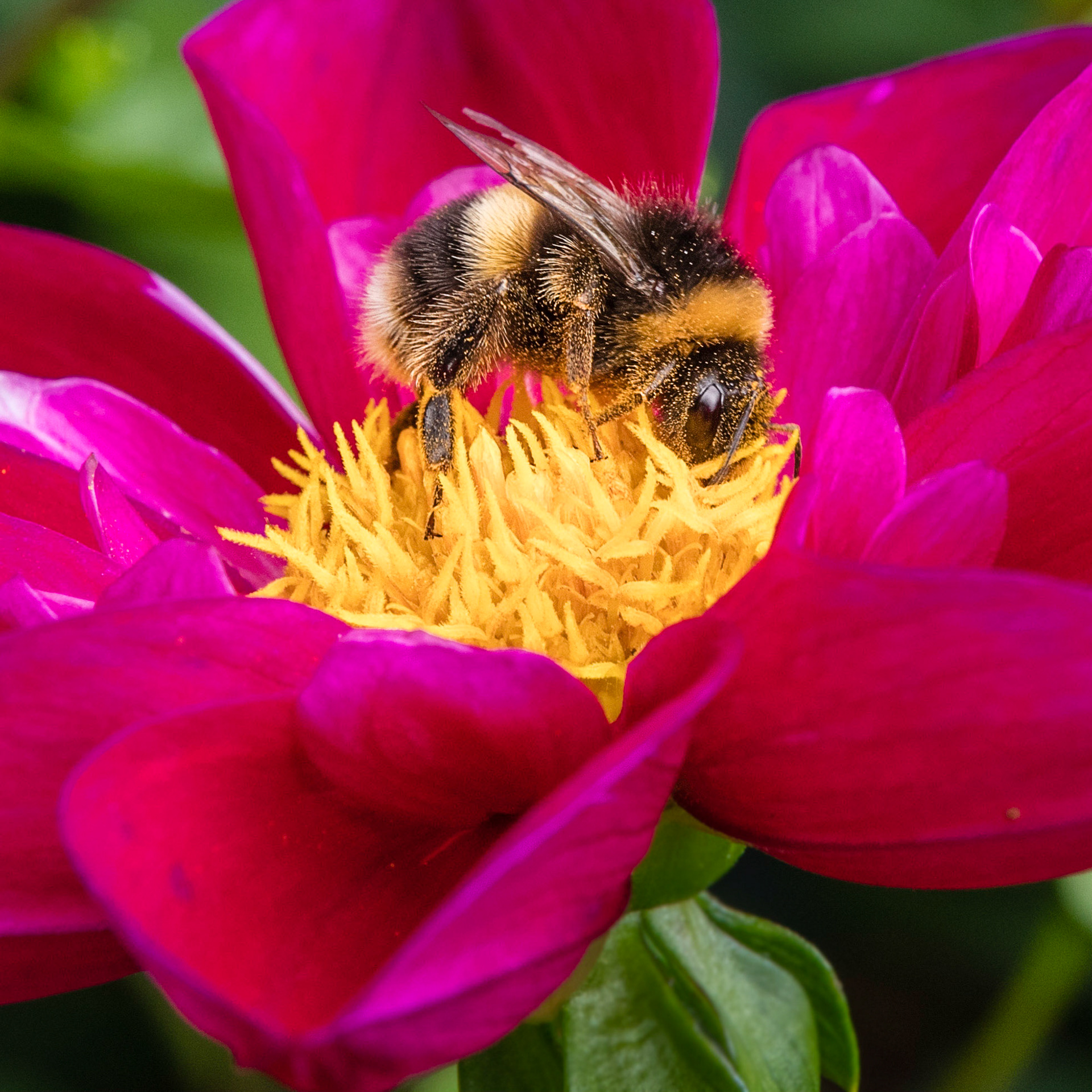 A White-tailed bumblebee burying its face into the flower at A La Ronde near Exeter.