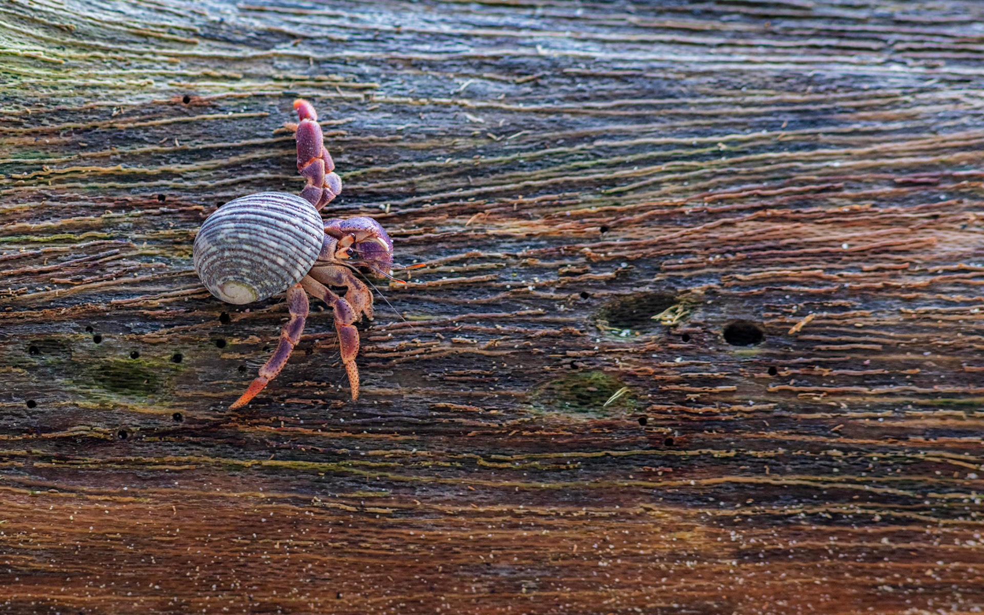 Hermit Crab