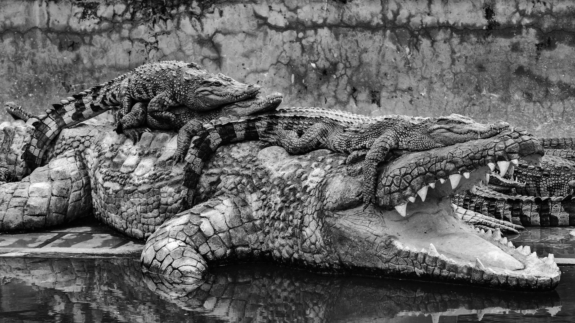 Crocodiles at crocodile farm