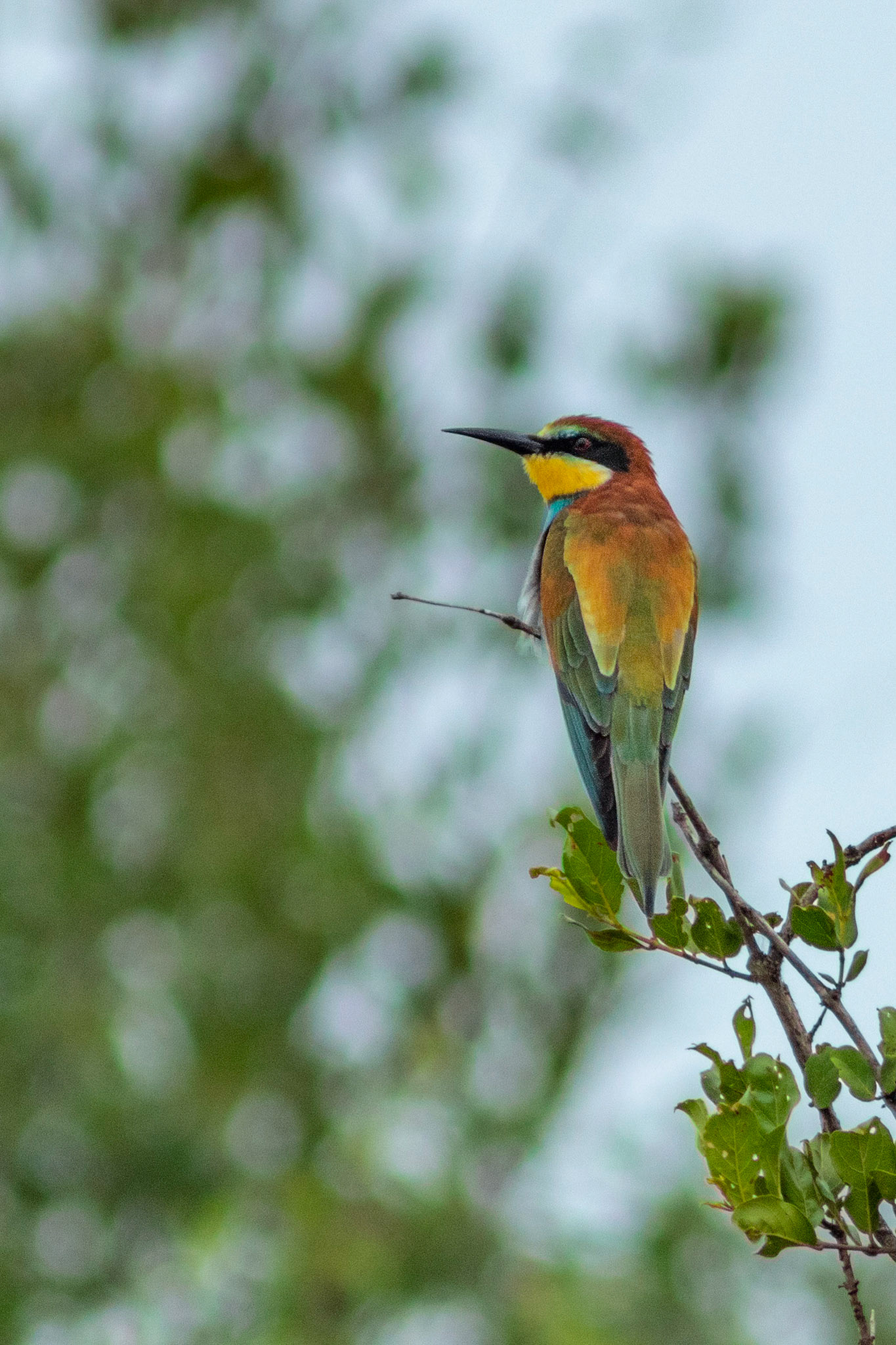 European Beeeater
