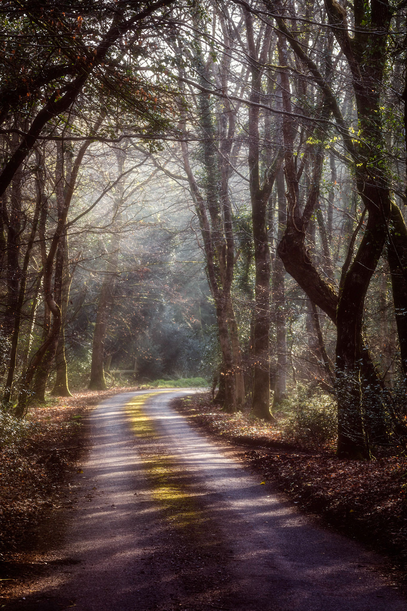 An old slightly moss covered road winding through the Wiscombe Woods in the East Devon Area of Outstanding Beauty.