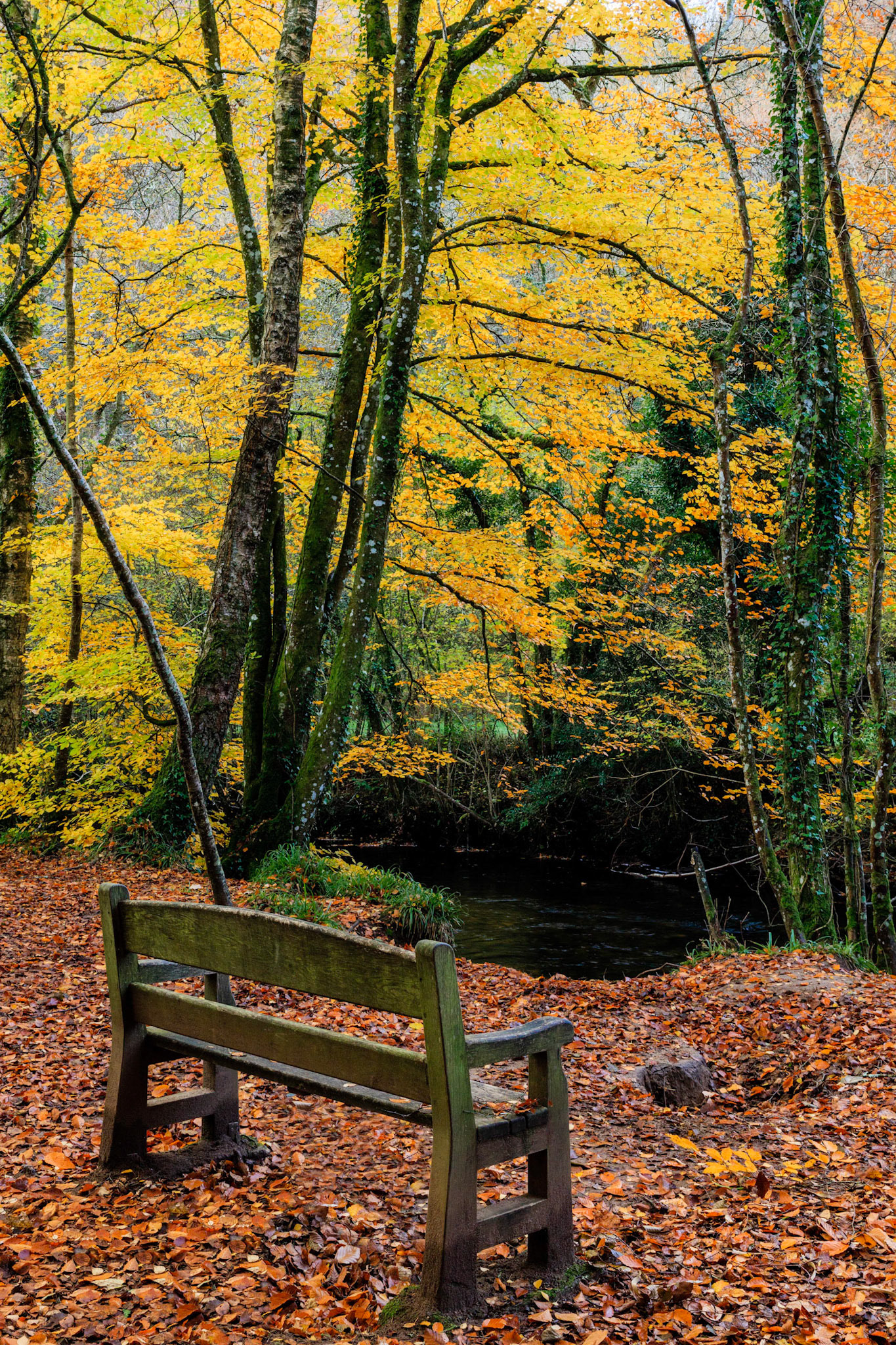 A bench in an autumnal Dunsford Wood near the River Teign in Dartmoor National Park.
