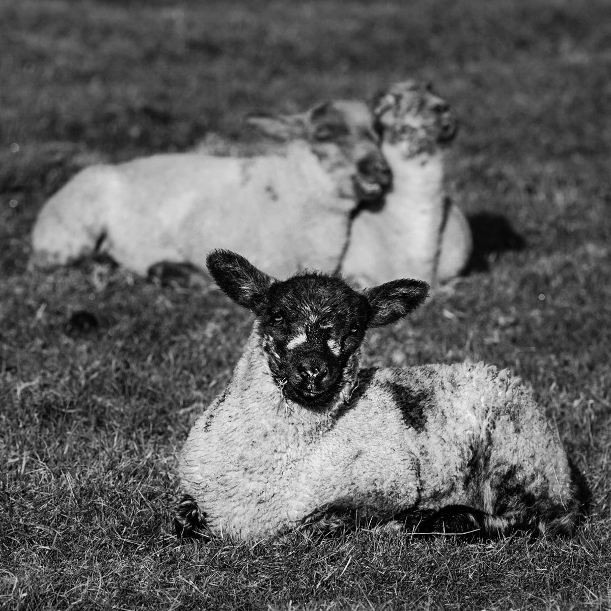 3 lambs sitting in the morning sun in Exmoor National Park.