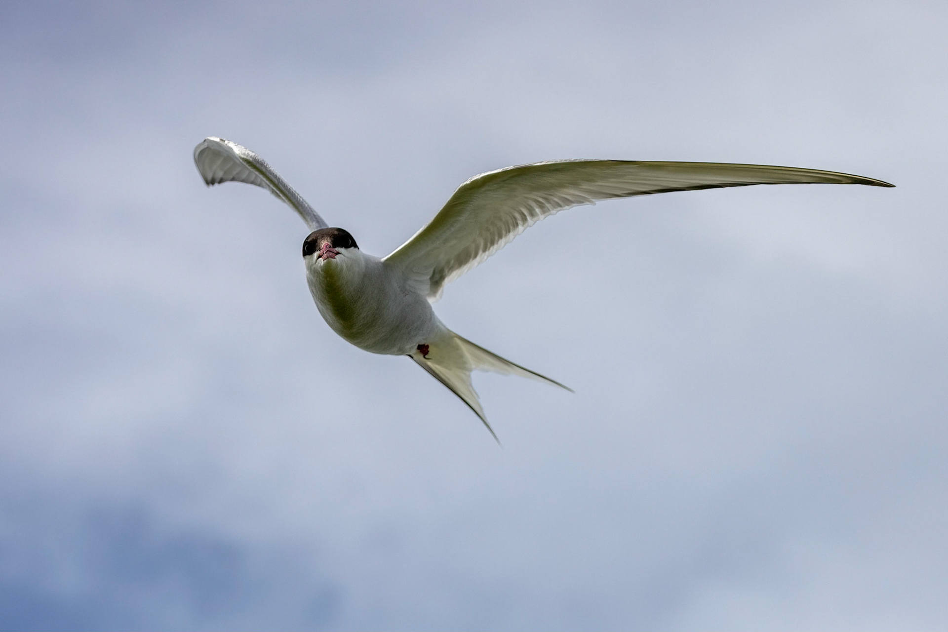 Arctic Tern