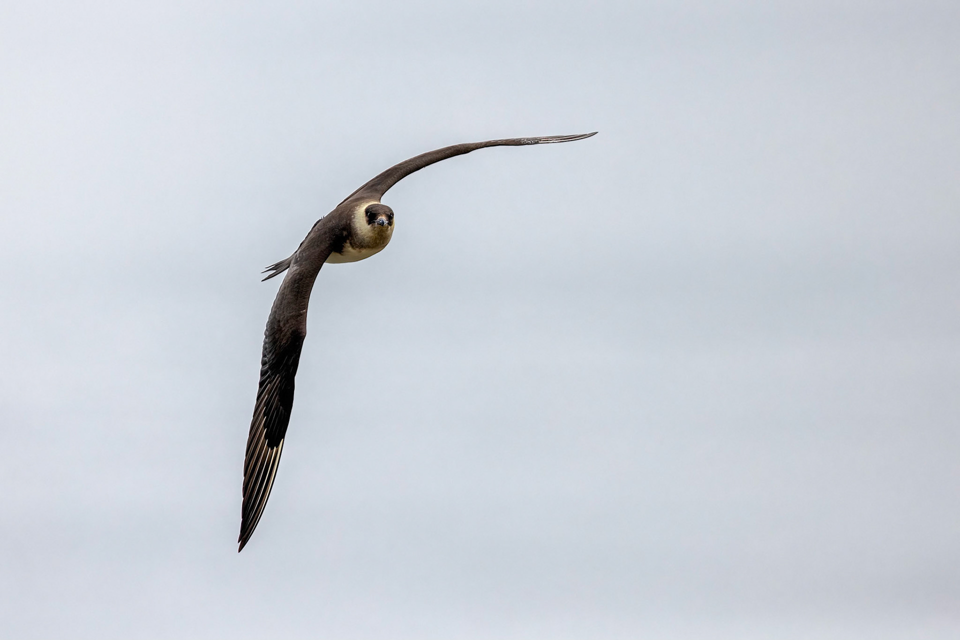 Arctic skua