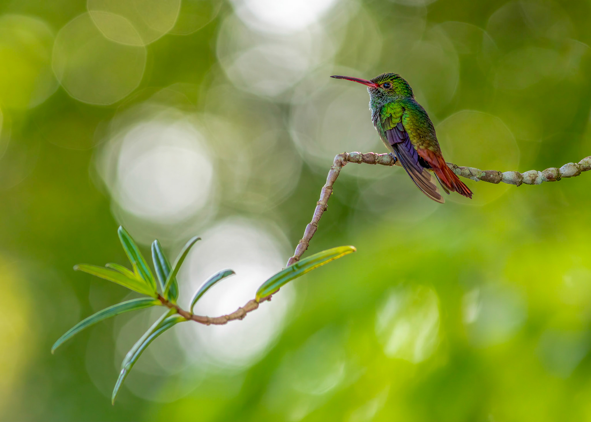 Hummingbird perched on a tree limb in La Fortuna, Costa Rica